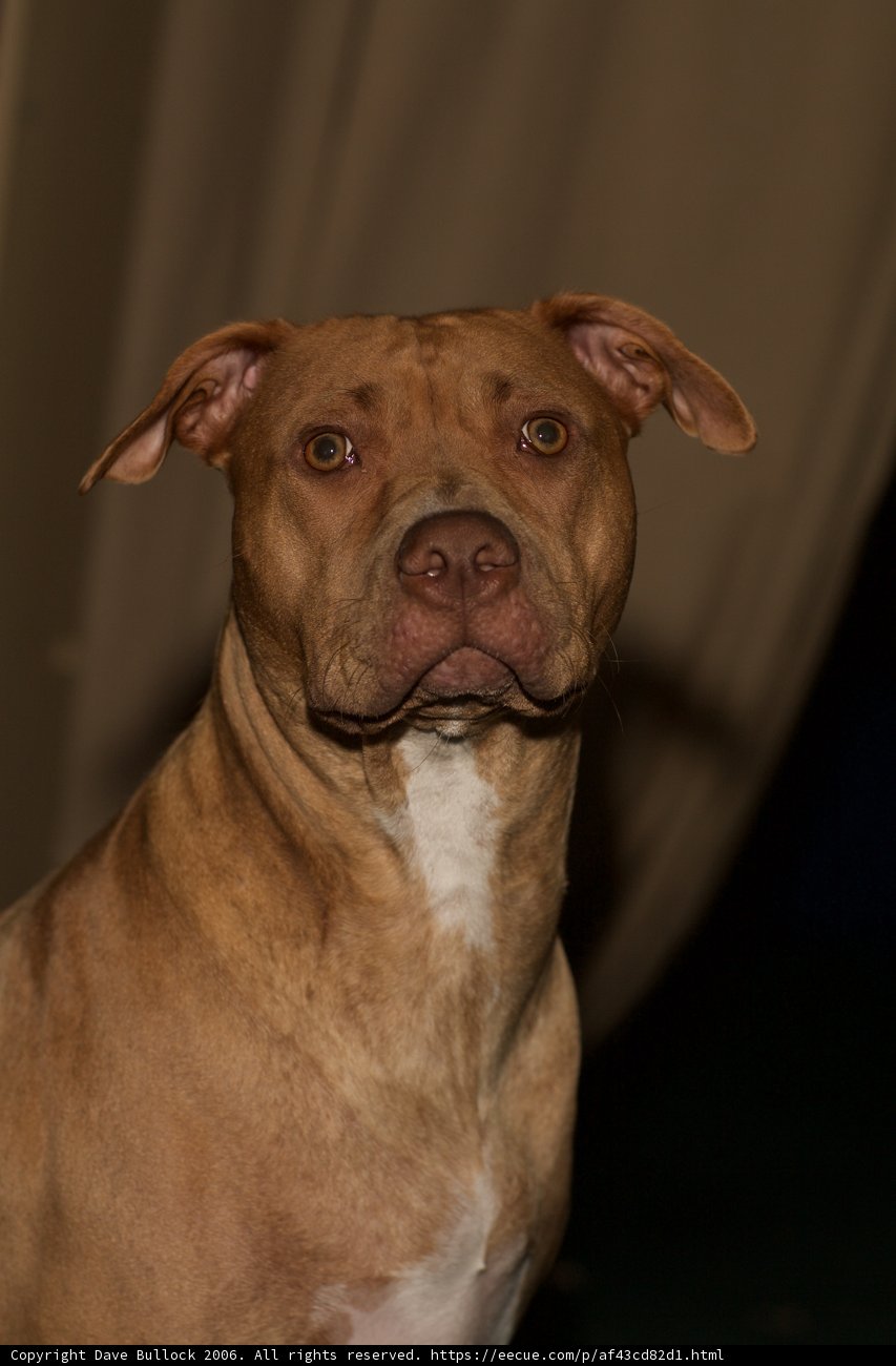 A Friendly Pitbull Mix