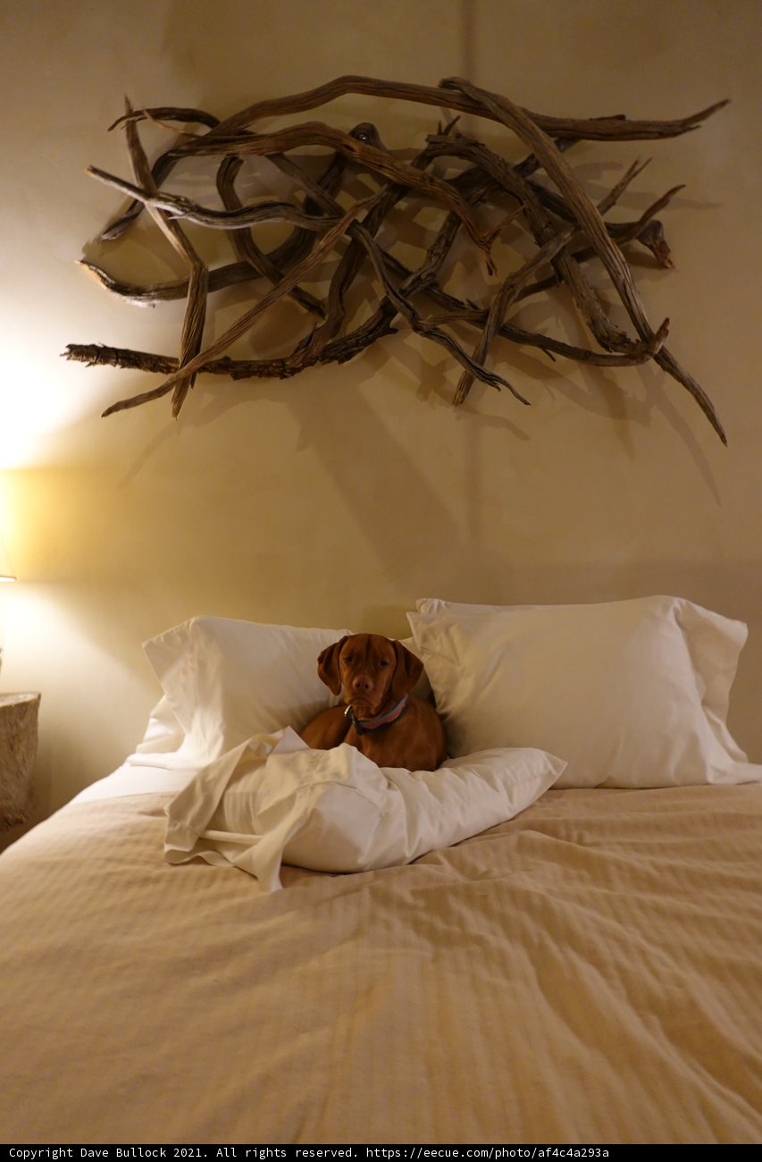 Cozy Canine Retreat
