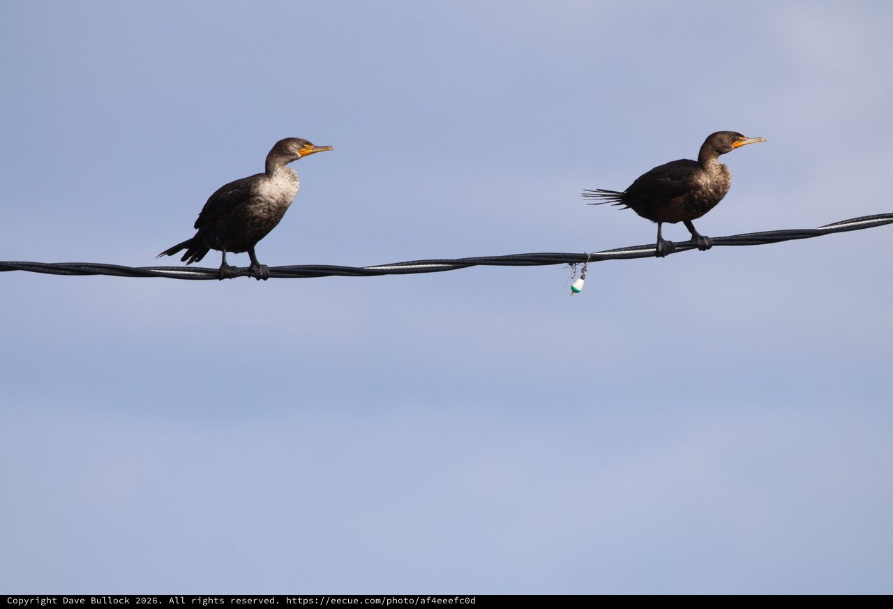 Double-Crested Cormorants Perched on Power Line