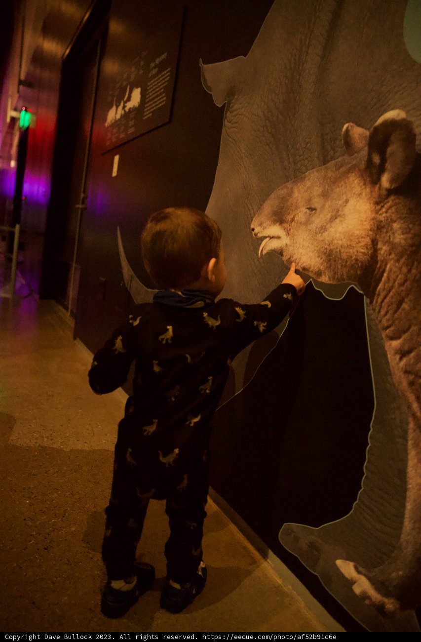Inquisitive Wonder: Boy Meets Elephant”