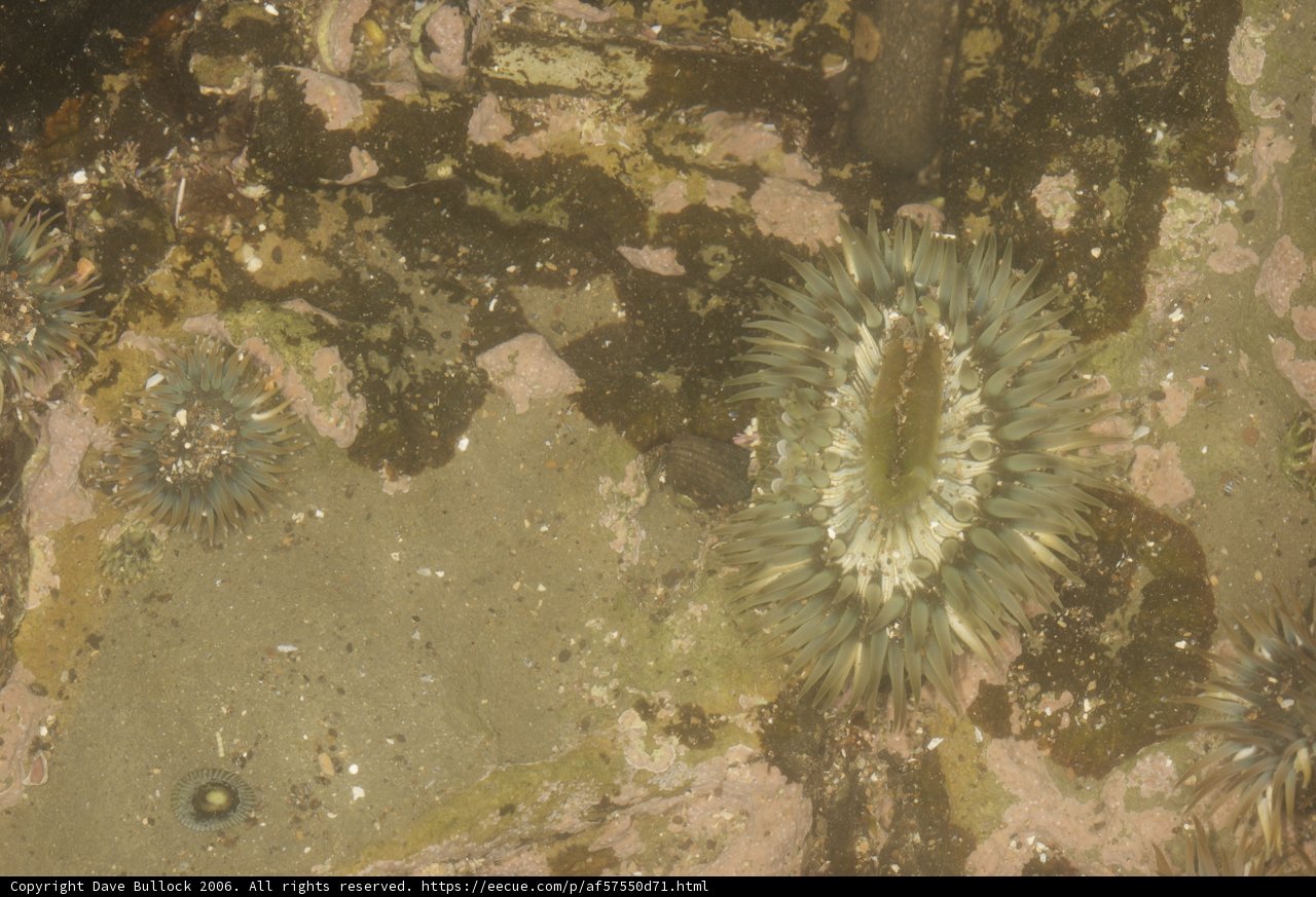 Sea Urchins on the Rocks