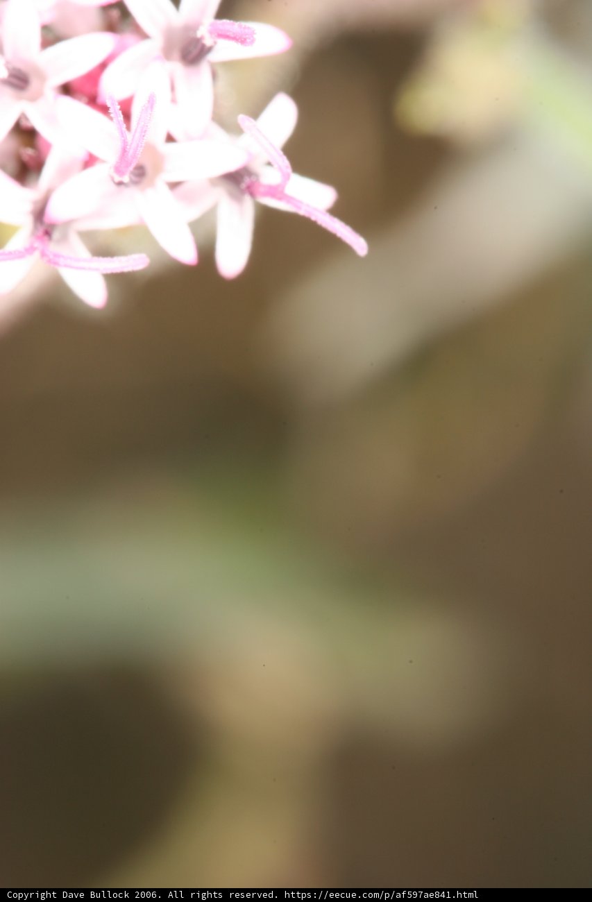 Pink Geranium Flower in the Desert