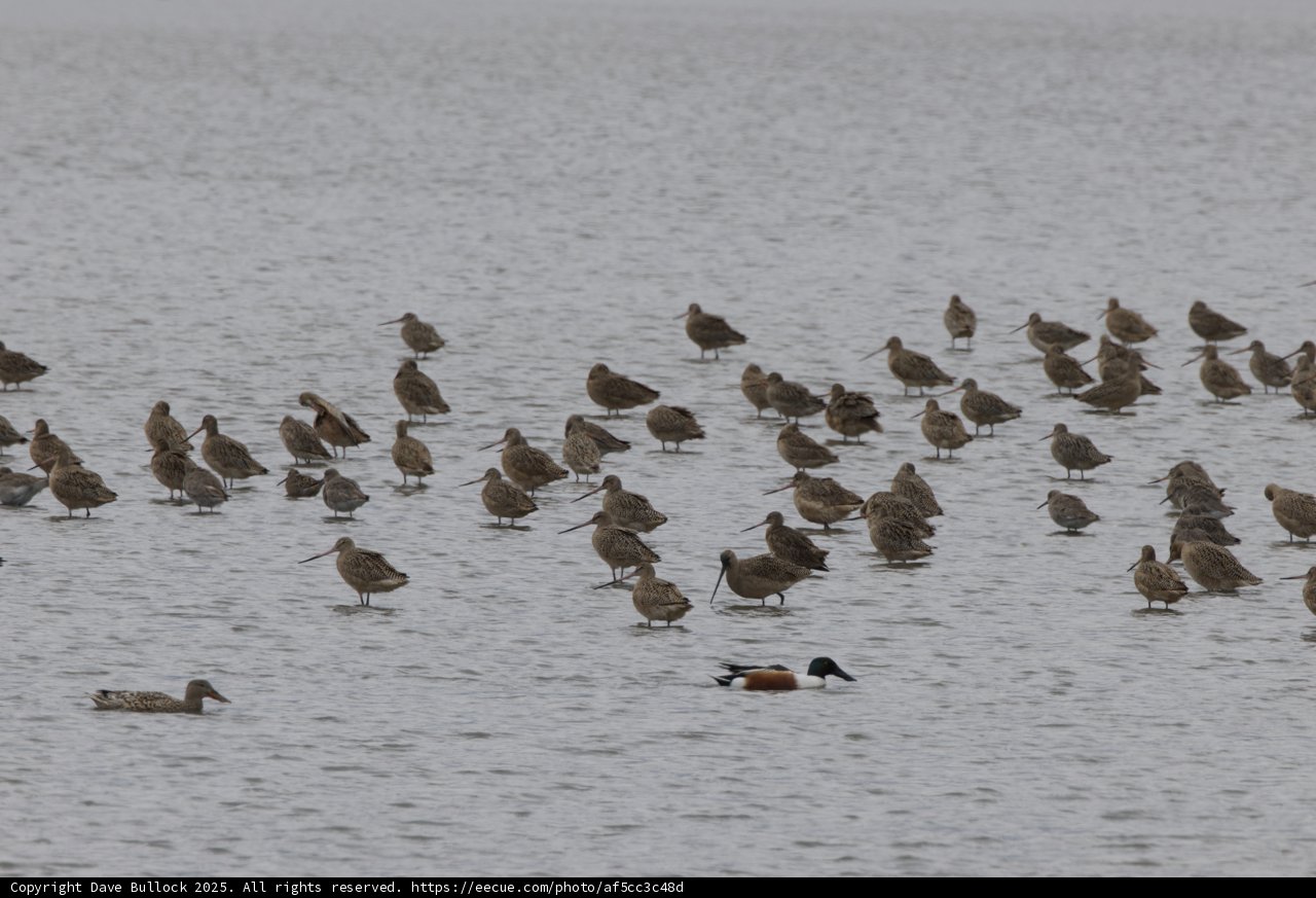 Avian Gathering at San Pablo Bay