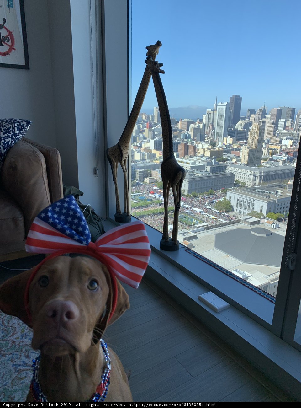 Patriotic Pup in the City