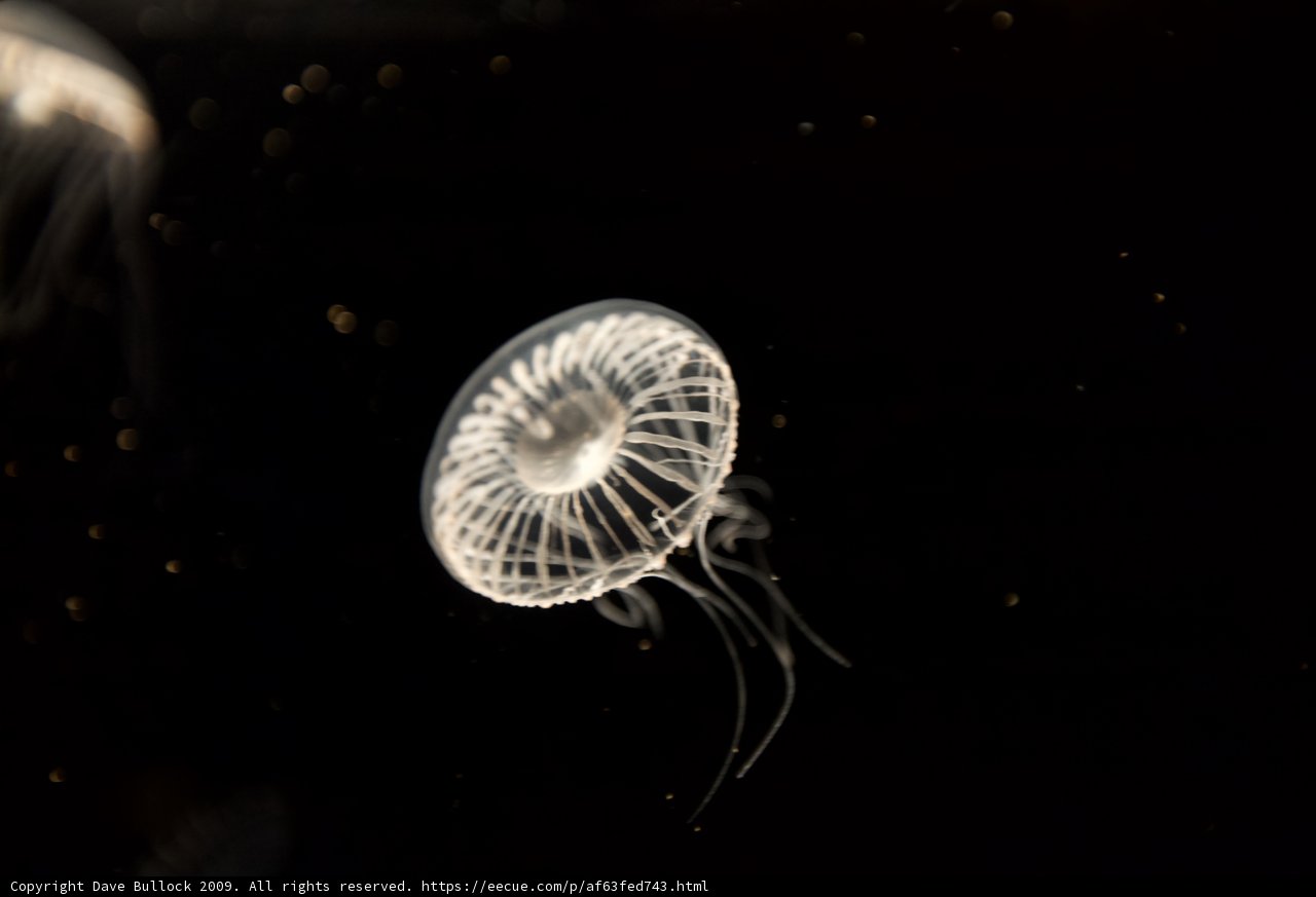 Glowing Jellyfish in the Dark