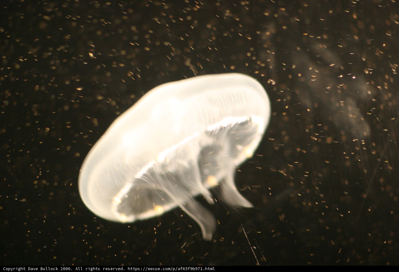 Majestic Jellyfish in the Depths
