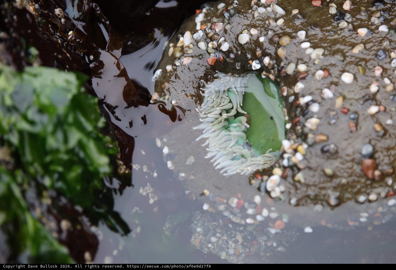 Sea Anemone Opens Its Tentacles in Tidal Pool