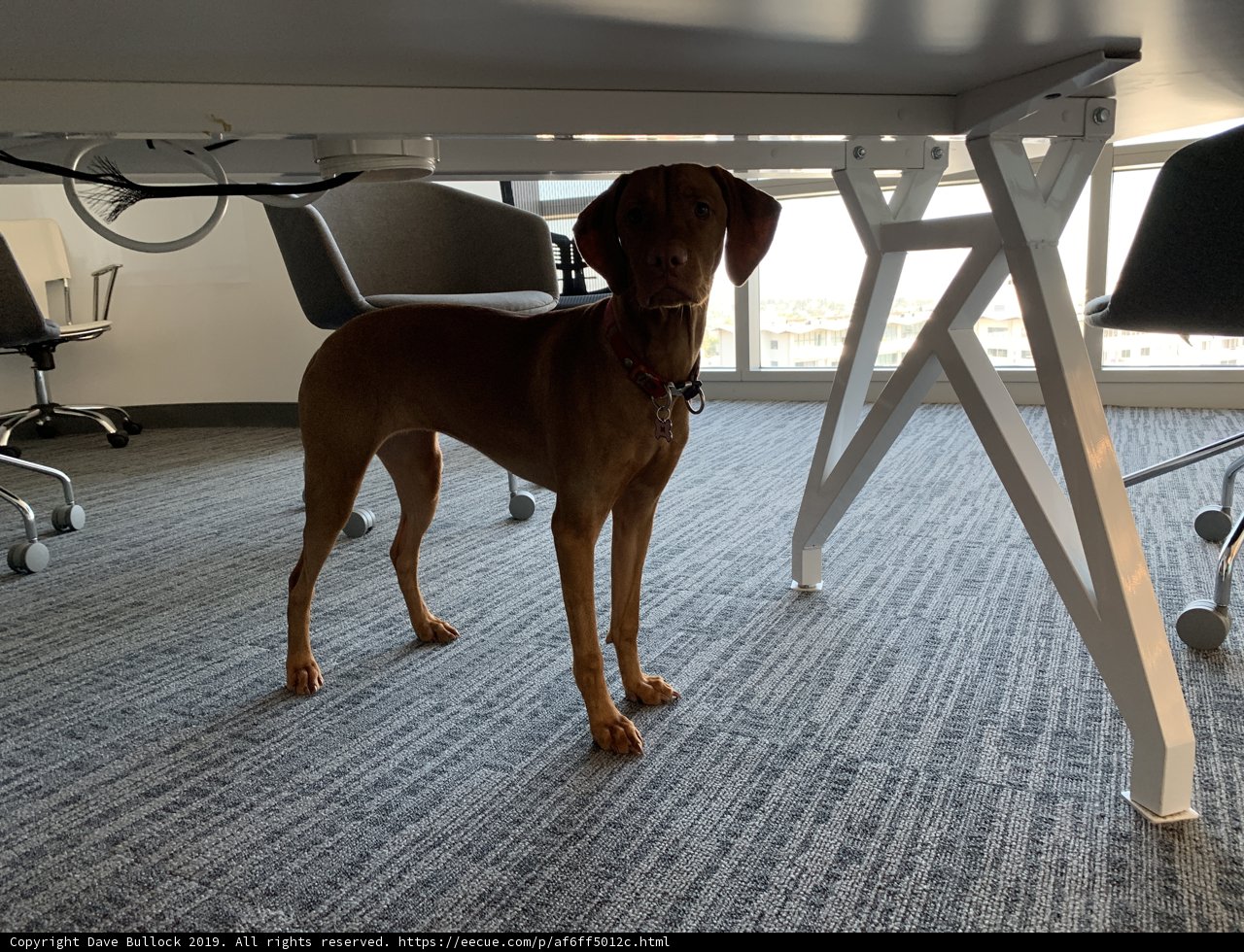 Table Guardian</br>