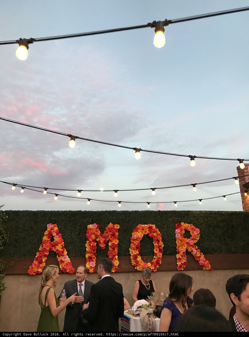Amor in Bloom