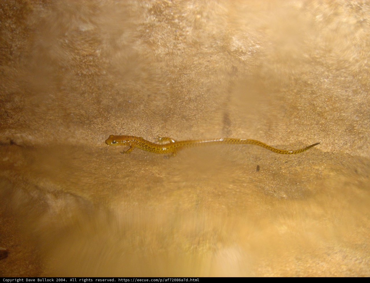 Cavern Crawler