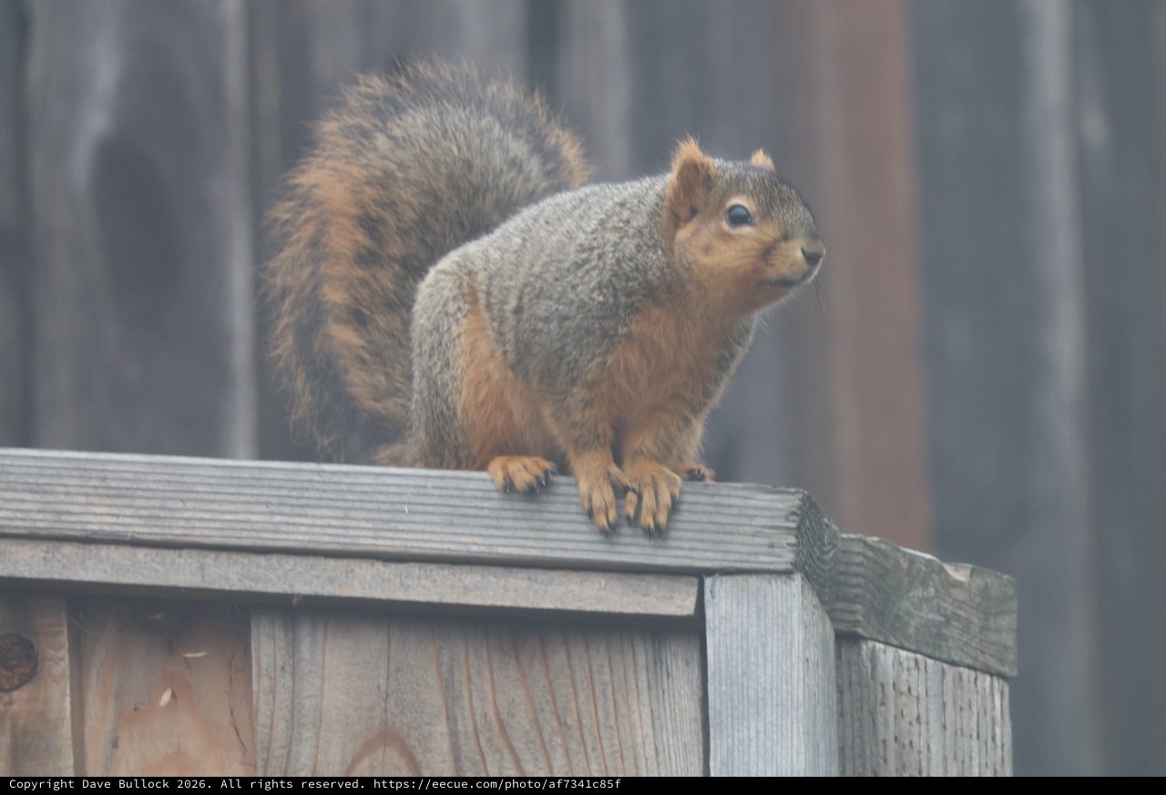 Alert Fox Squirrel Perched on Wooden Fence Rail