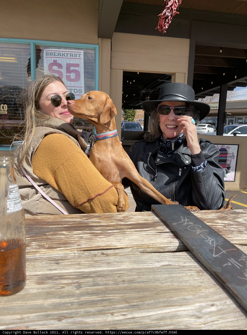 Relaxing with Canine Companions