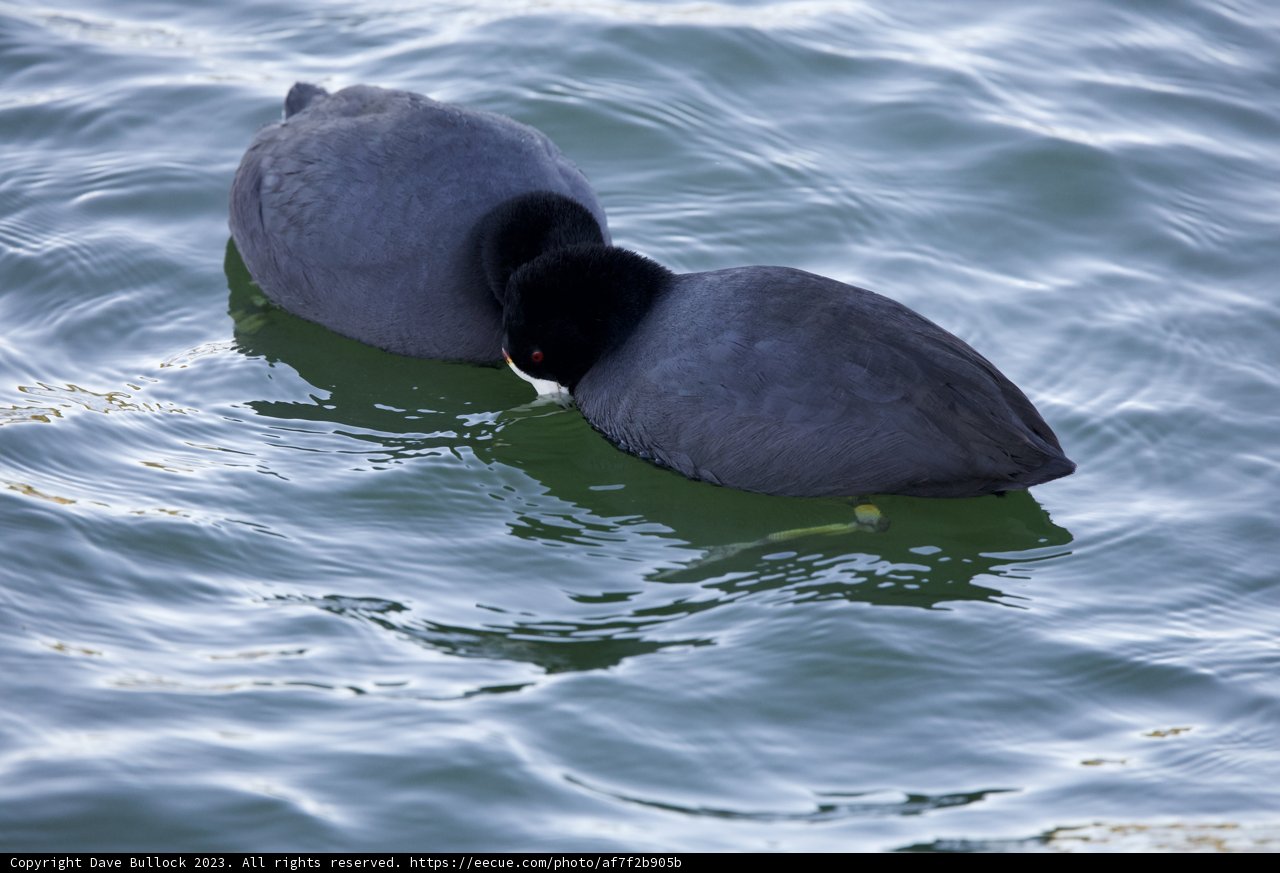 Twin Coots at Lake Merced