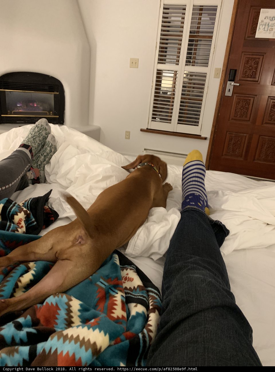 Man's Best Friend