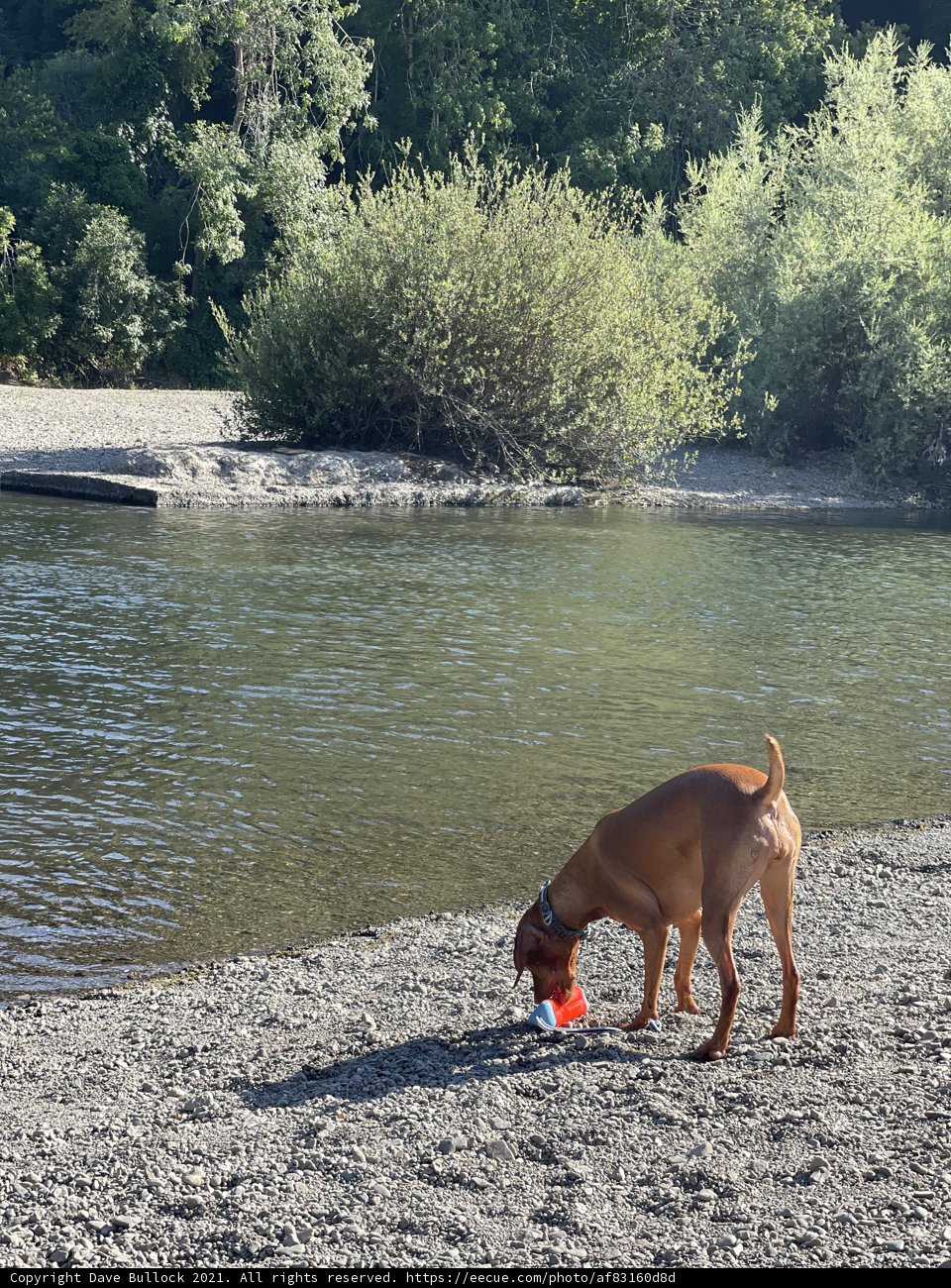 Dog on the Beach