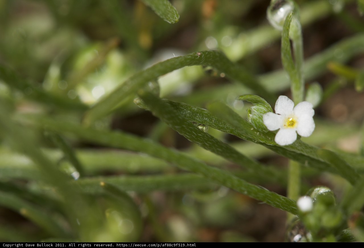 Dewy Geranium Flower