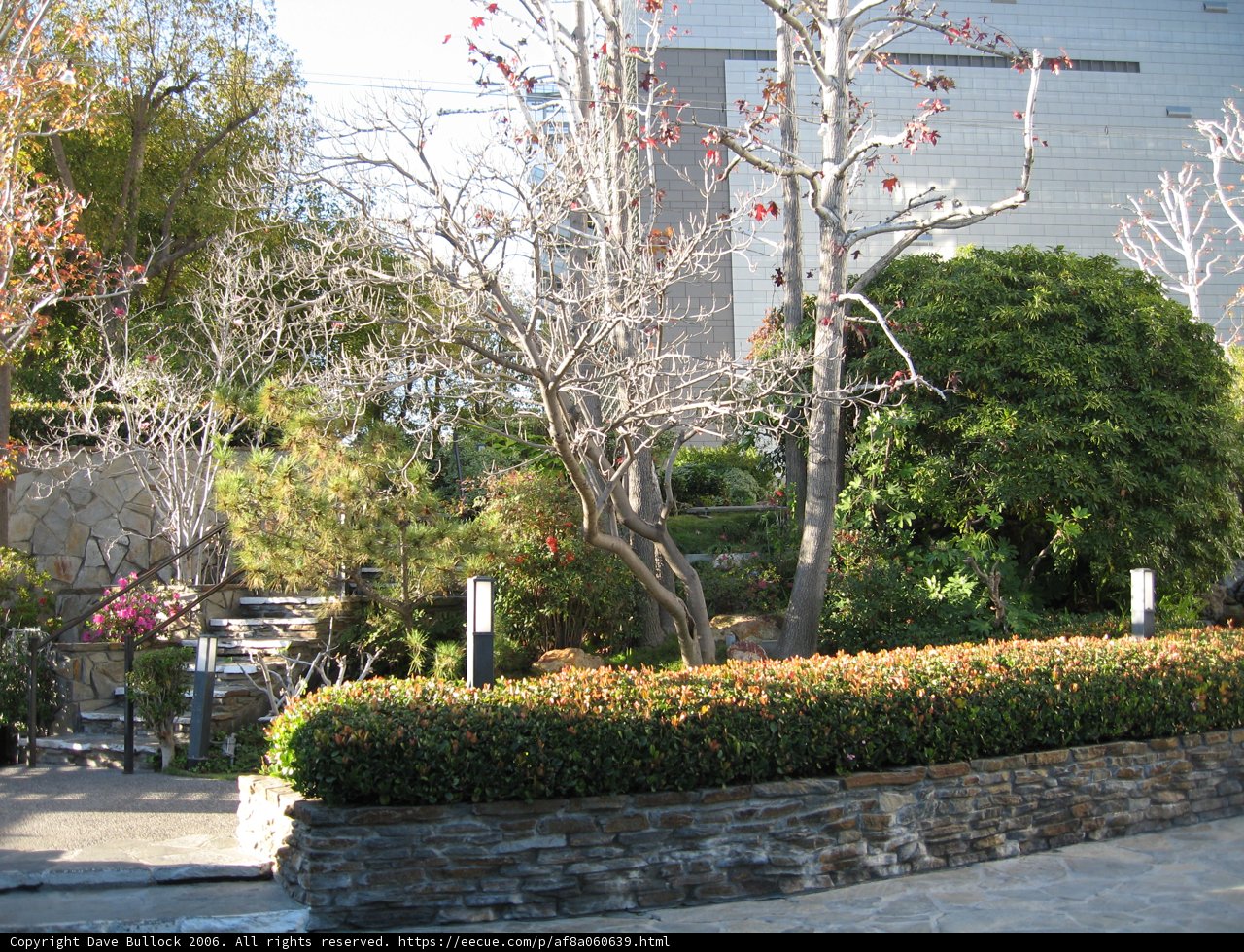 A Blossoming Tree in the Garden