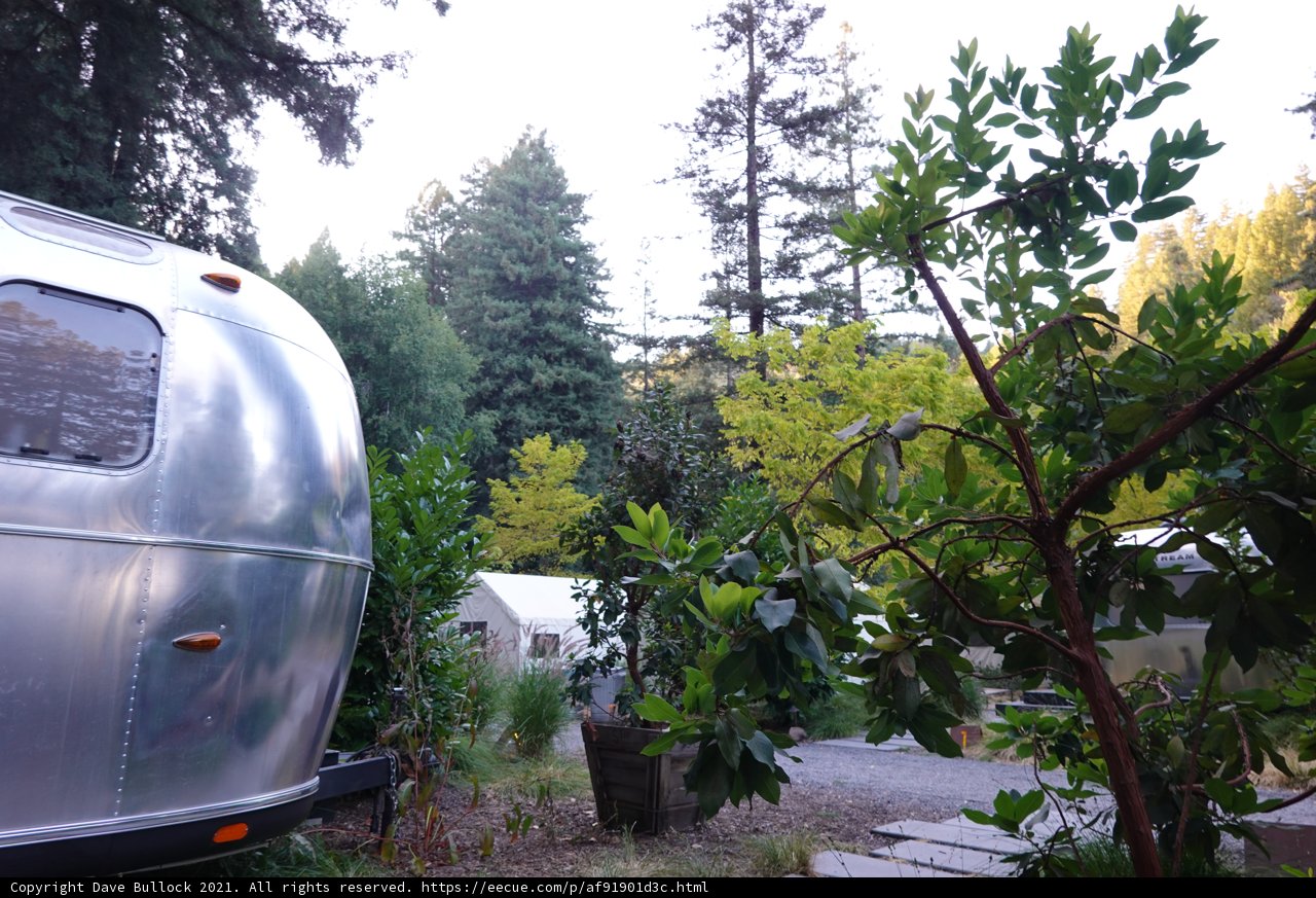Silver Trailer amidst a Coniferous Wonderland
