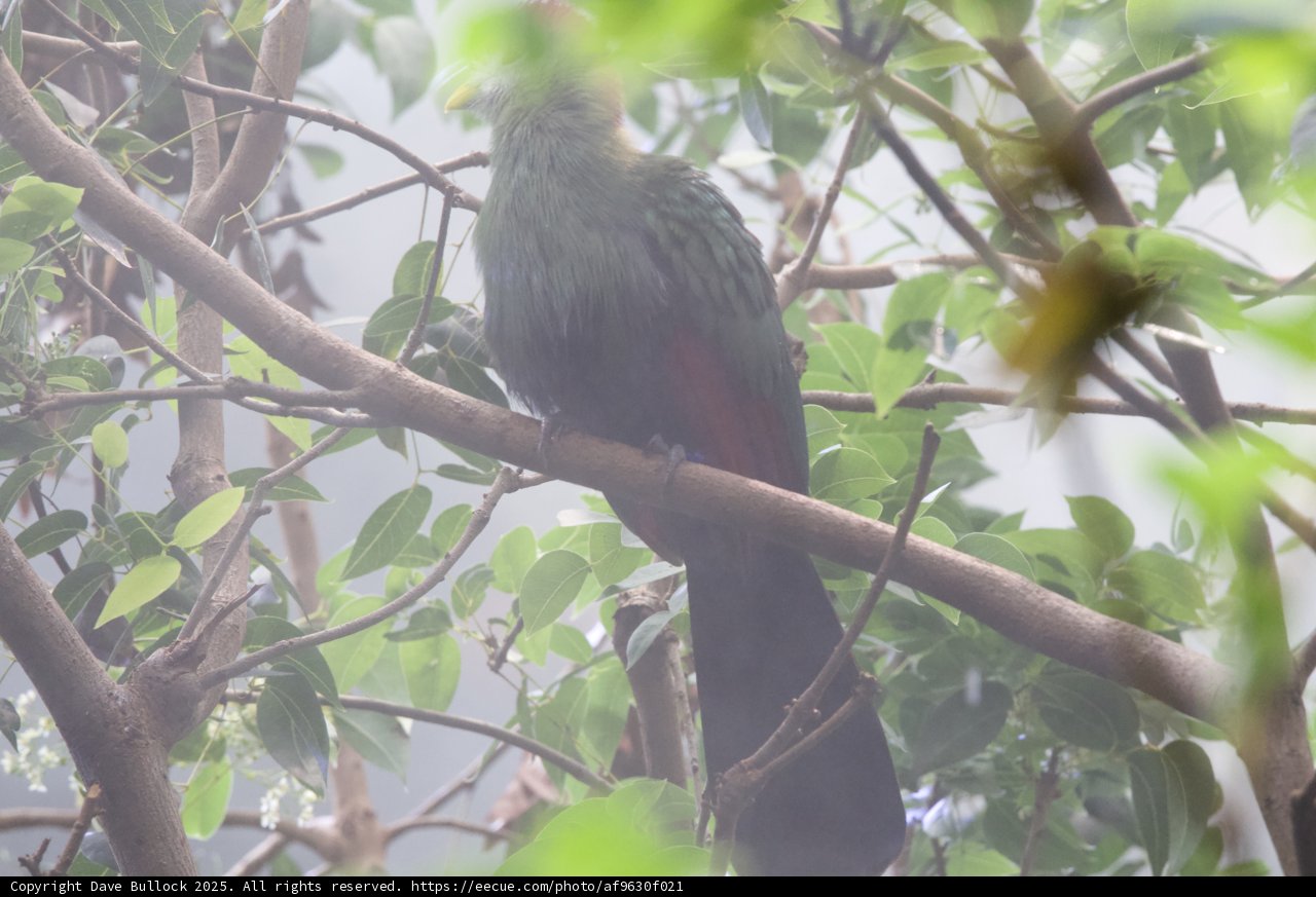 Perched in the Verdant Canopy