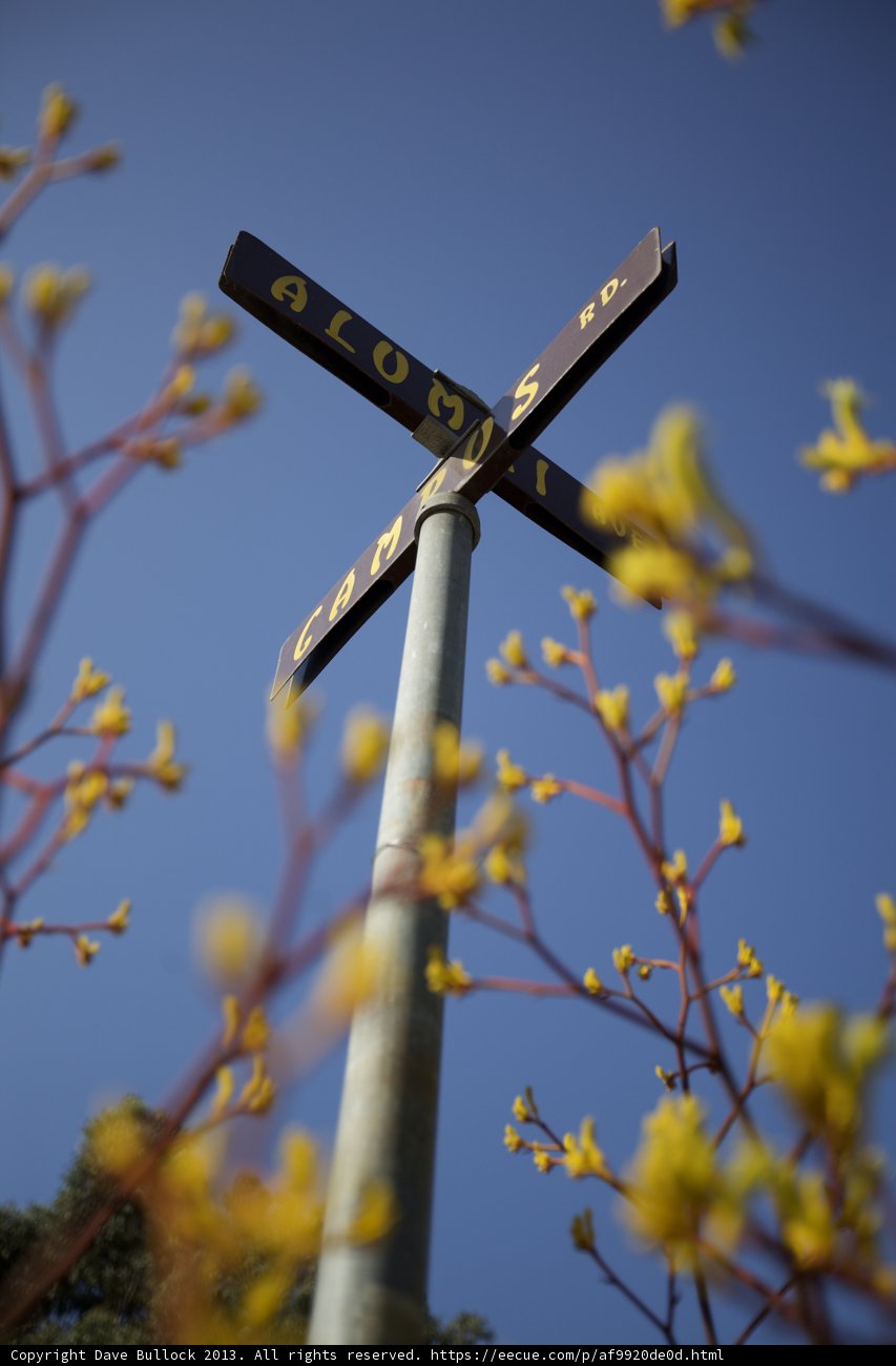 Crossroads Blooms