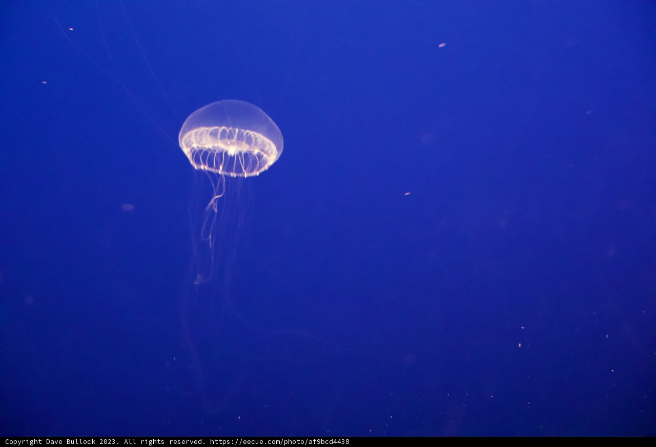 Dance of the Deep: A Jellyfish Encounter