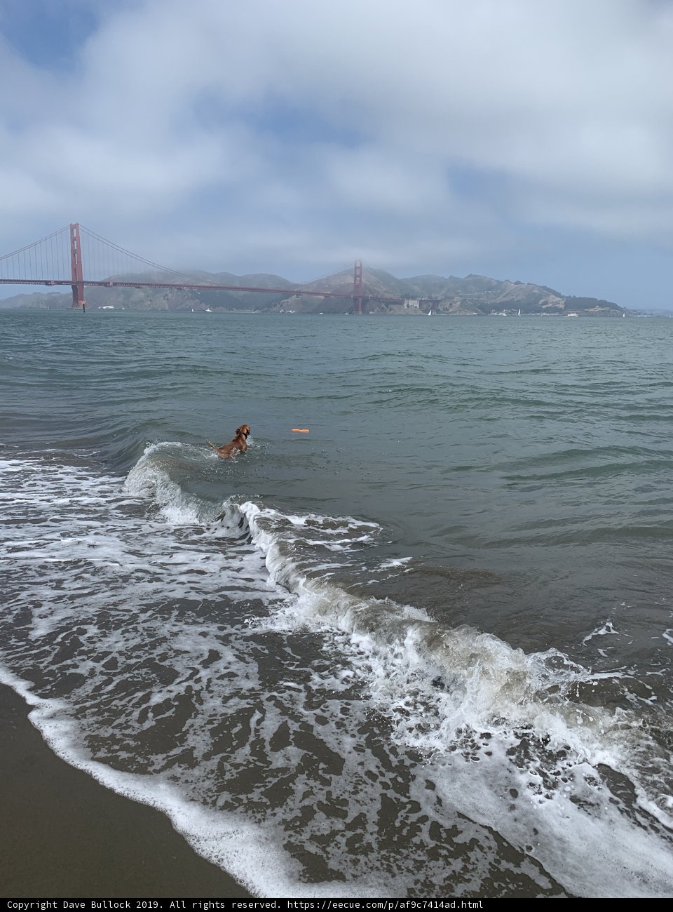 A Swim by the Golden Gate