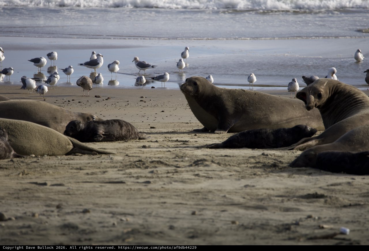 Elephant Seals and Seagulls Sharing Drakes Beach