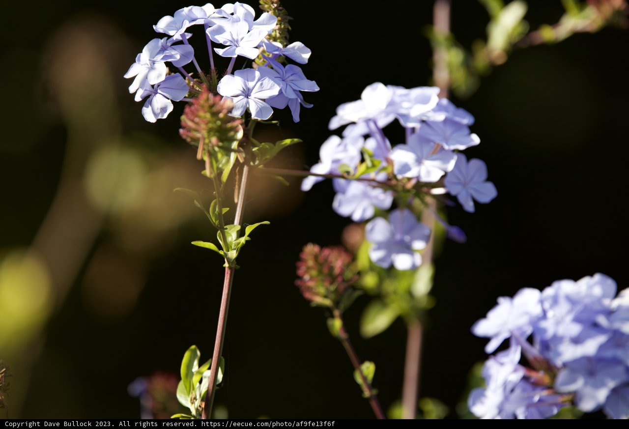 Geranium's Petite Guest