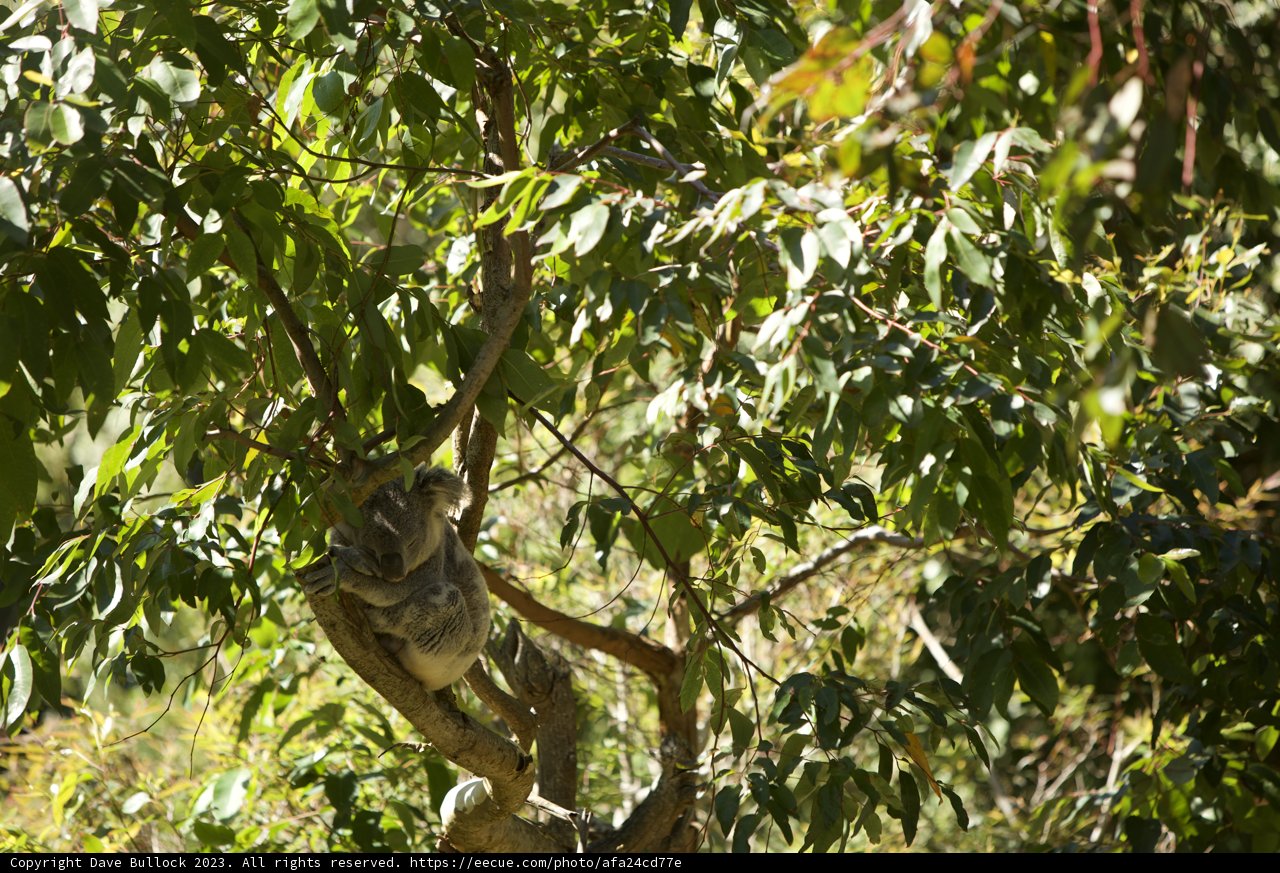 A Koala's Zenith at SF Zoo
