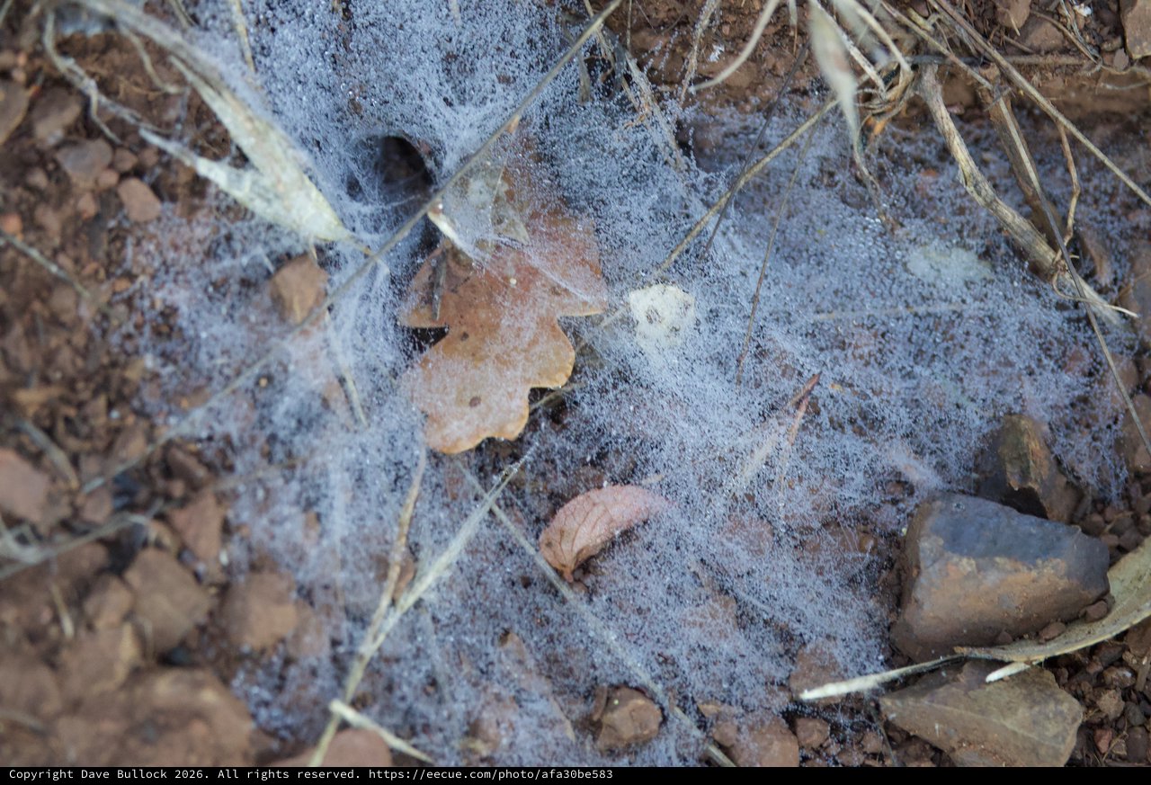Gossamer Spider Webs Draped Over Forest Floor Debris