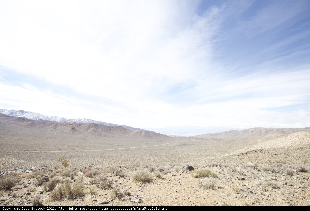 Desert Beauty