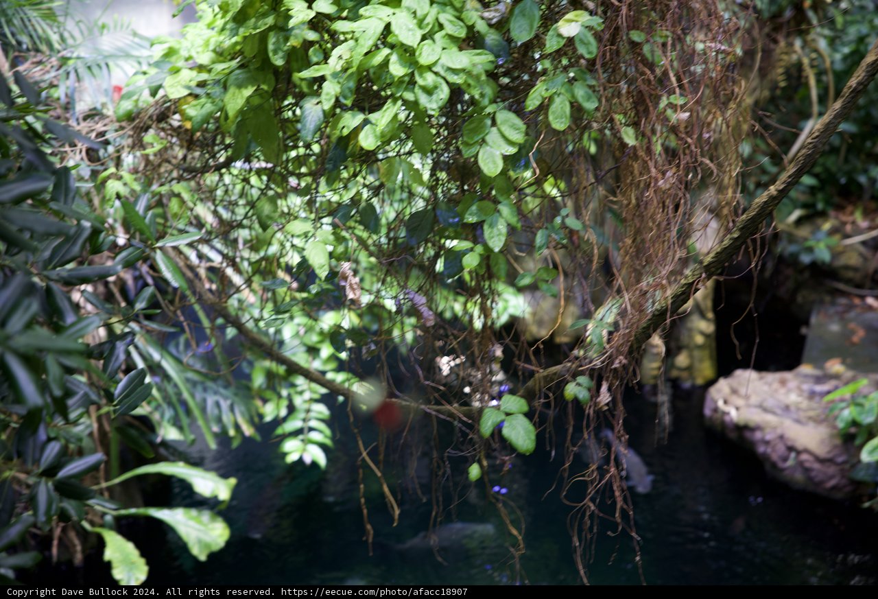 Waterfall Splendor in the Jungle: California Academy of Sciences Rainforest, 2024".