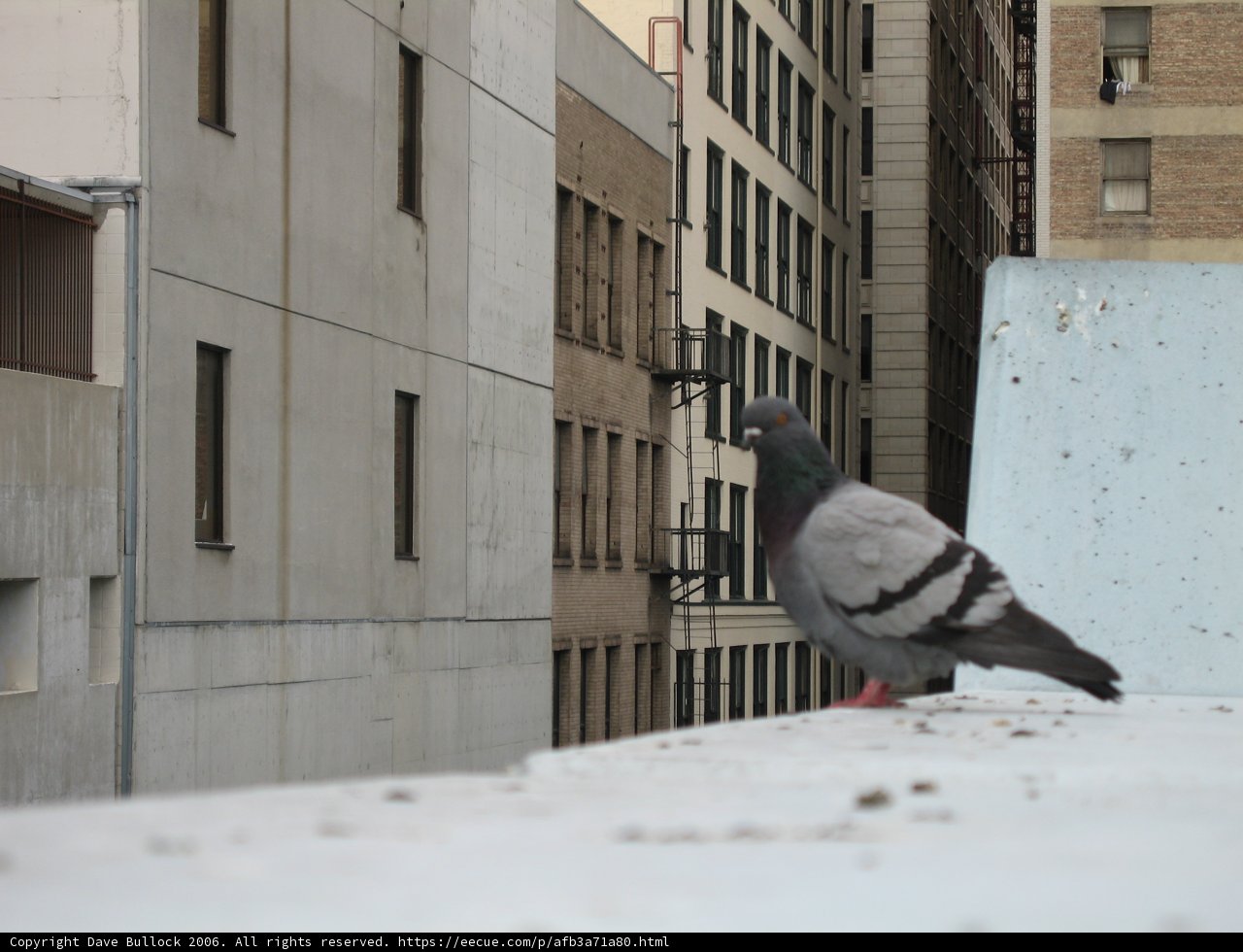 Majestic Pigeon on Apartment Ledge