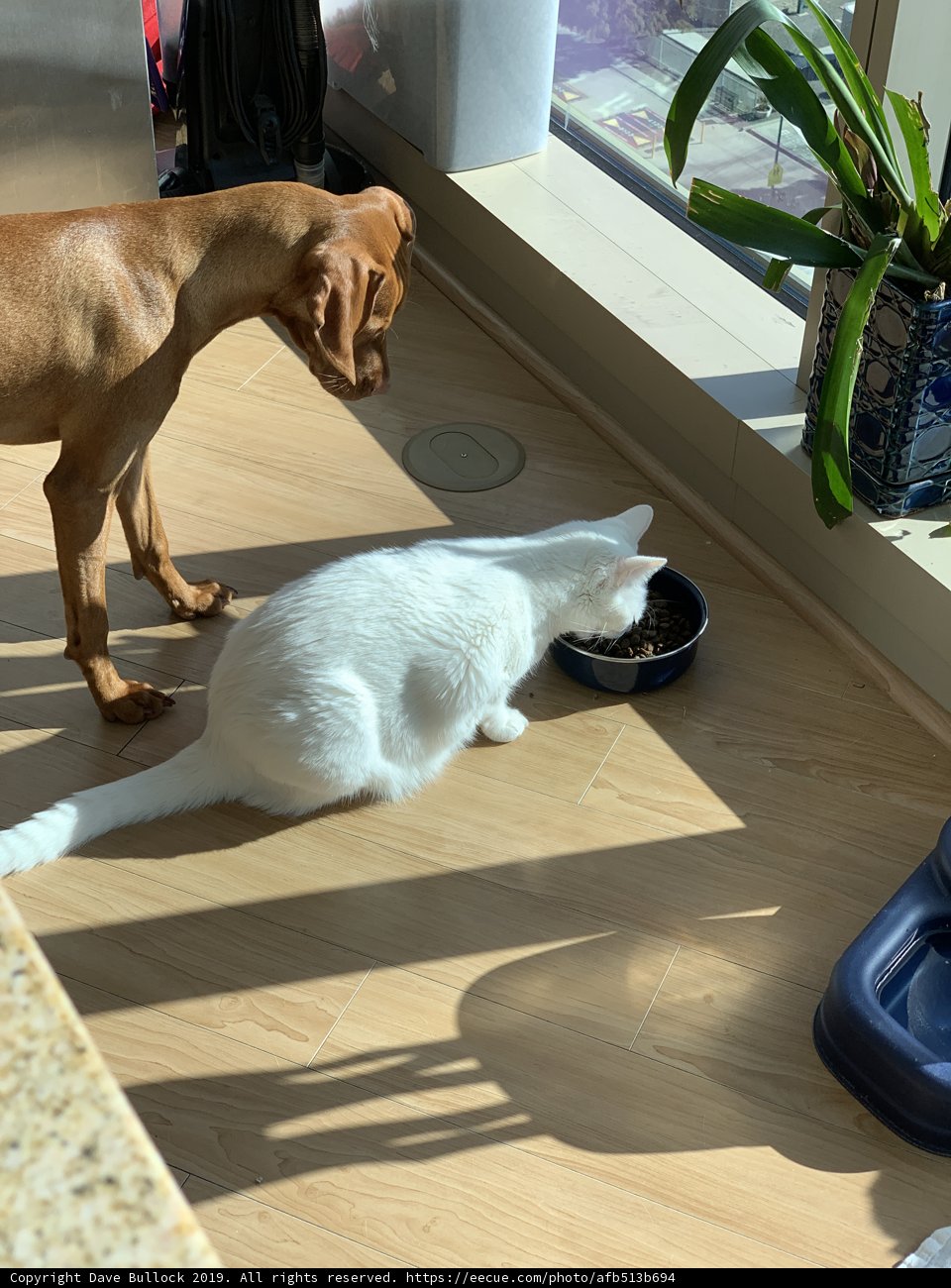 The Furry Breakfast Club