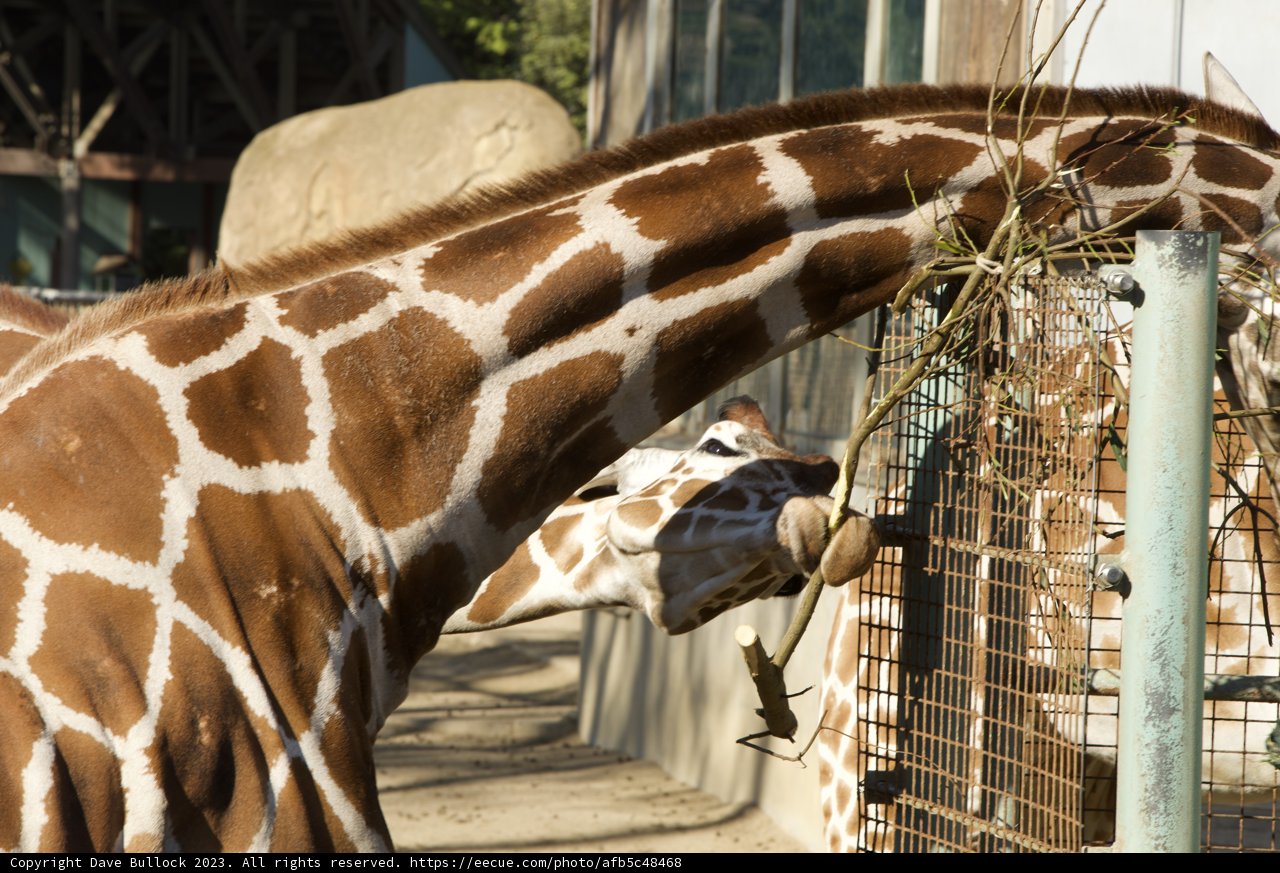 An Afternoon Munch: Up Close with a Giraffe