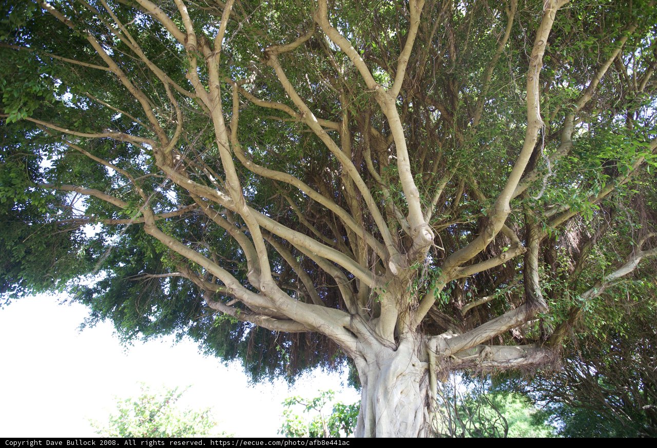 Majestic Tree with Lush Foliage
