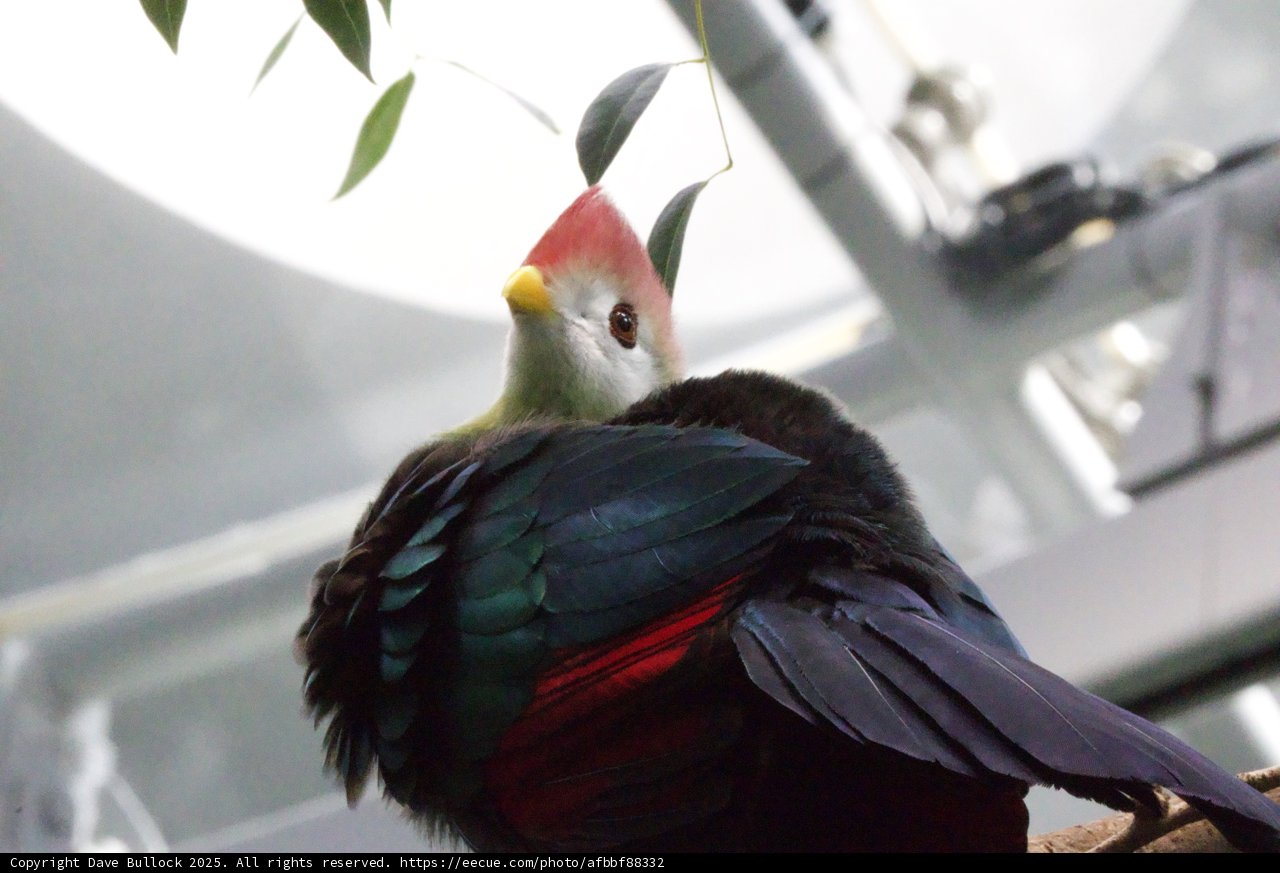 **Curious Feathered Beauty**