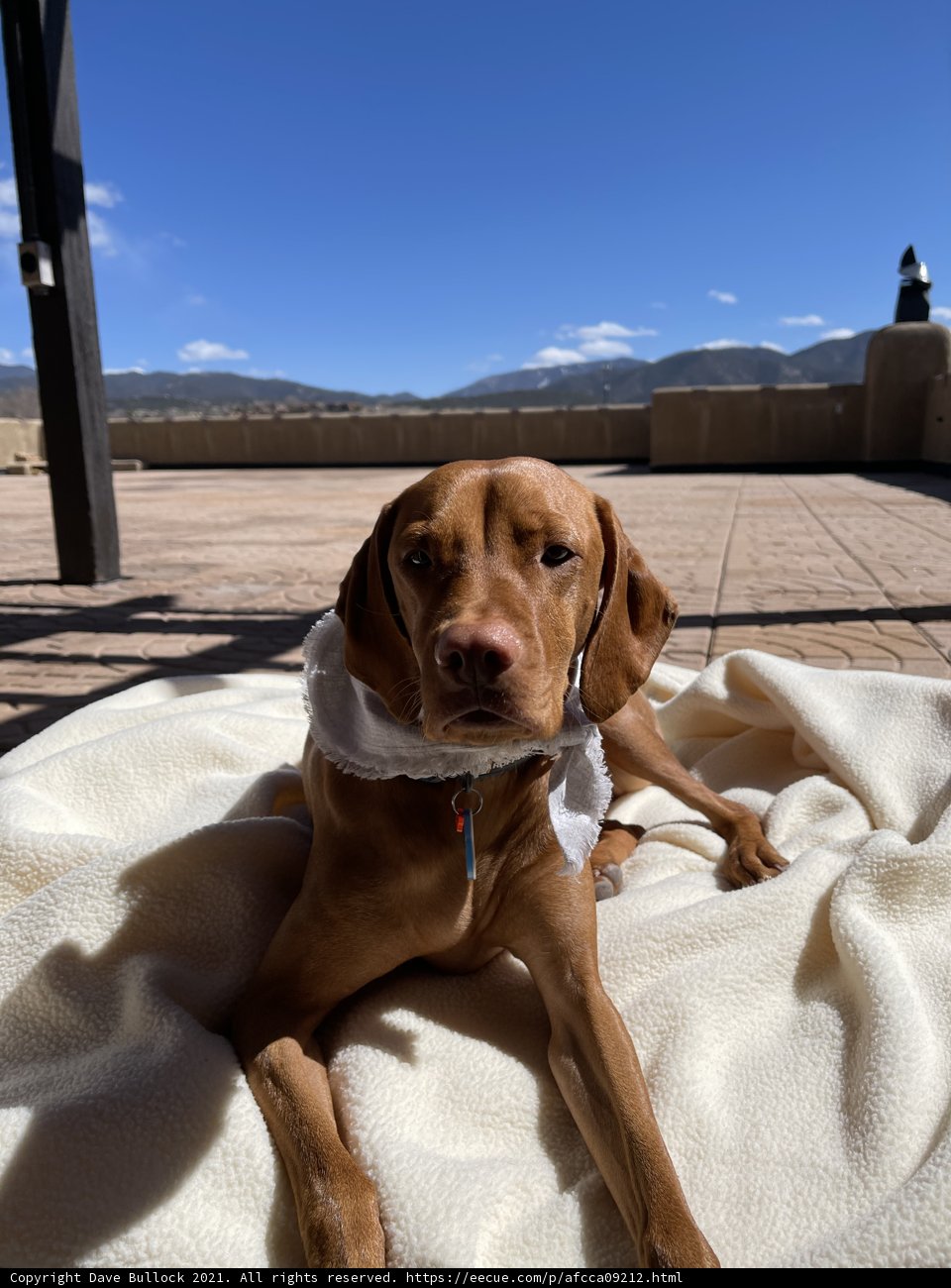 Hounds on the Patio