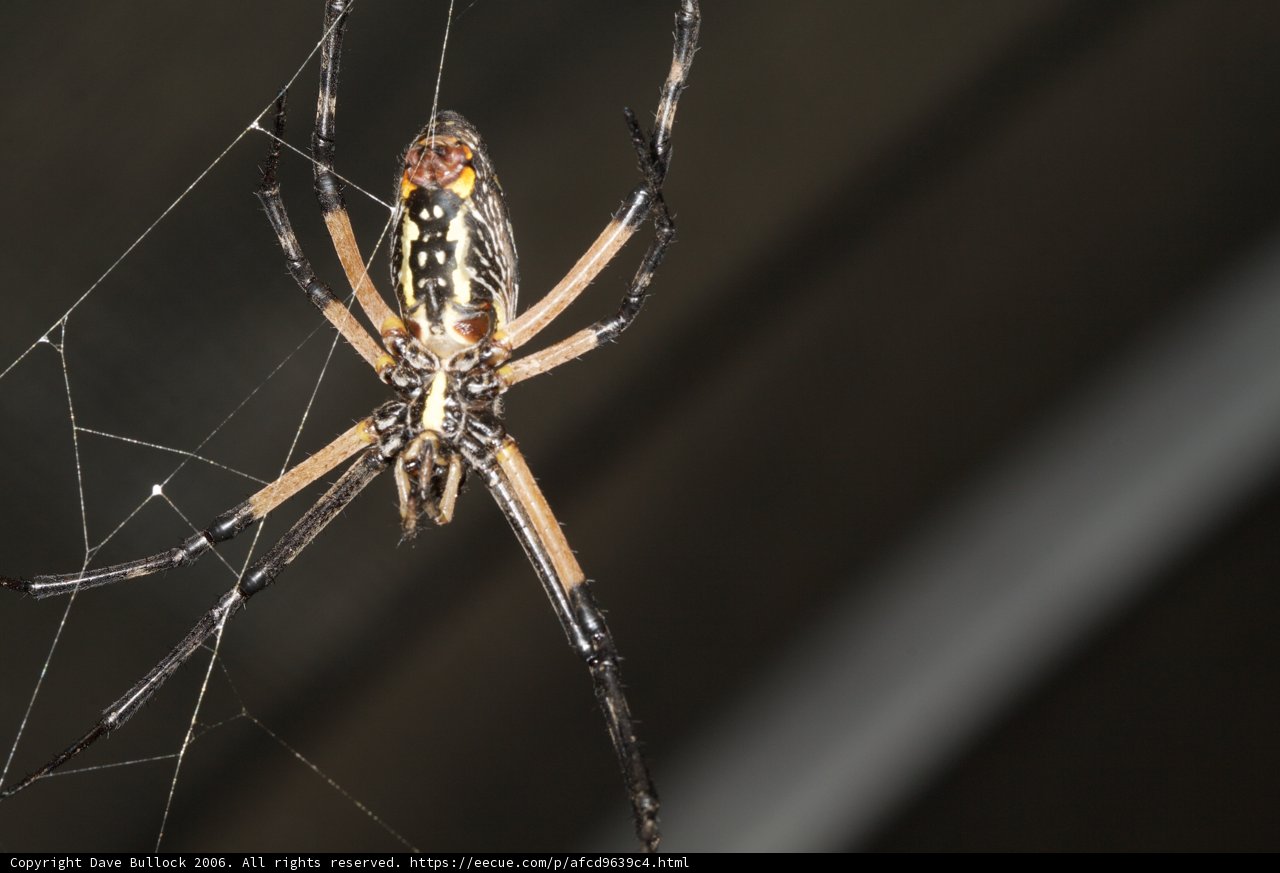 Argiope Garden Spider