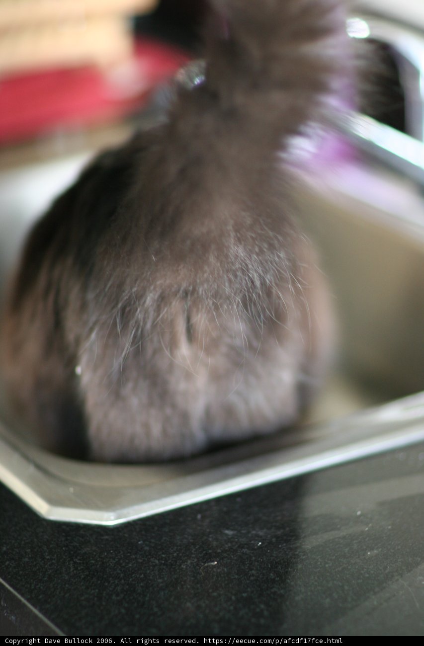 Sink Cat
