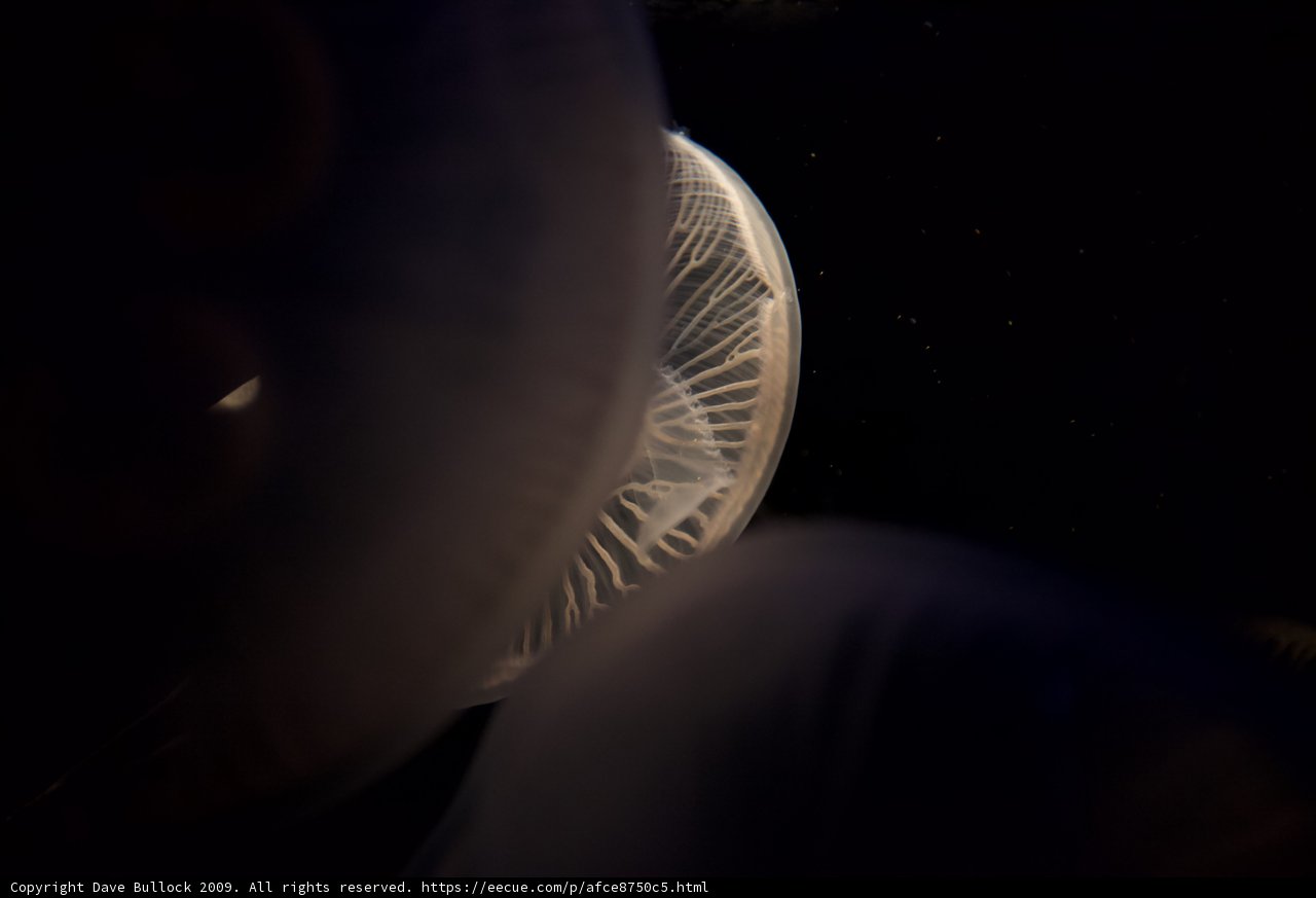 Glowing Jellyfish with Starry Background
