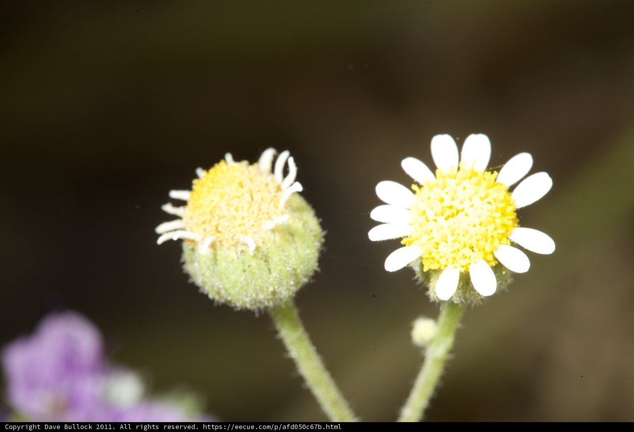 Double Daisy Delight