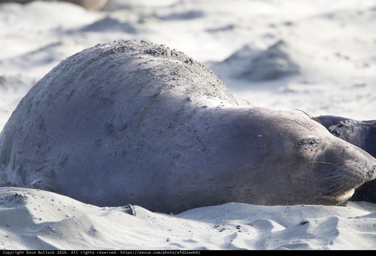 Elephant Seal Pup Resting on Sandy Beach