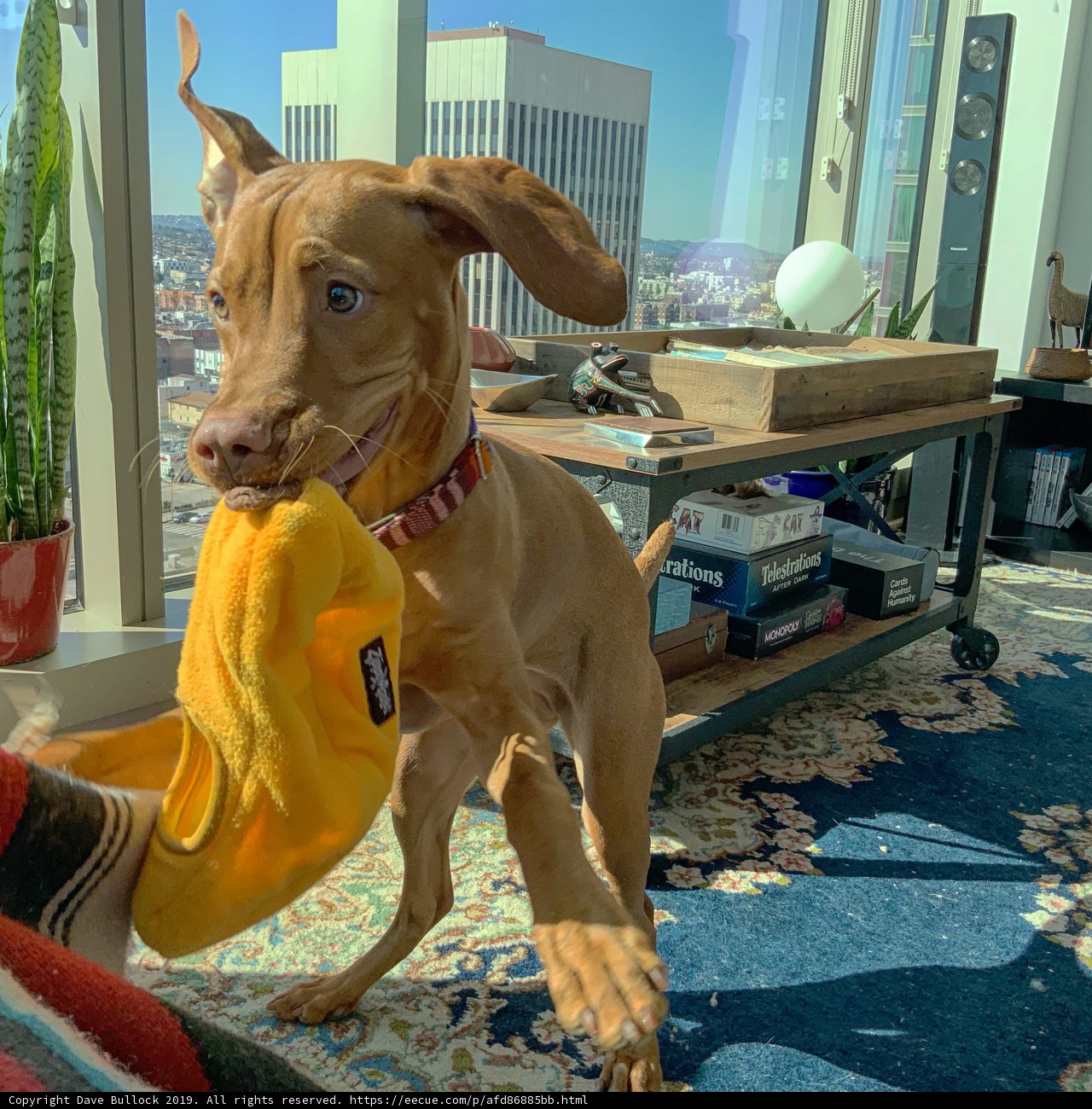 Playtime in the Living Room