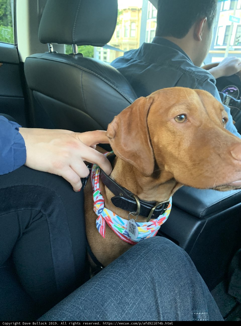 Backseat Pooch