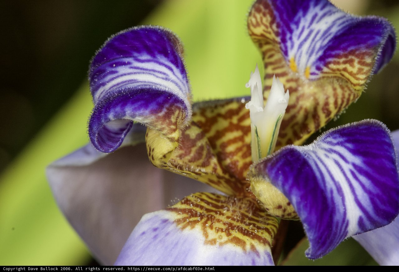 Vibrant Iris Flower in Fiji