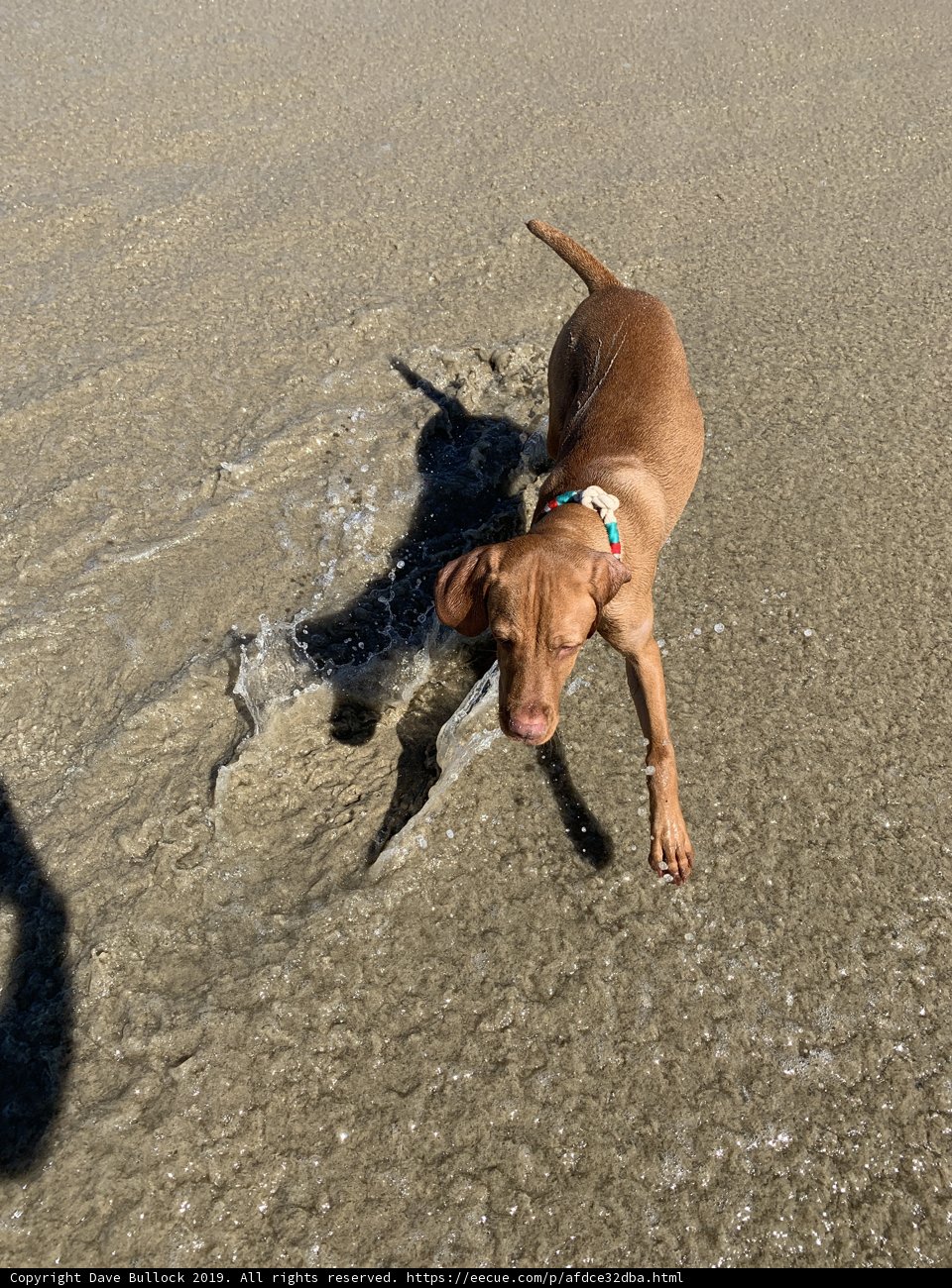 Canine Fun in the Sun