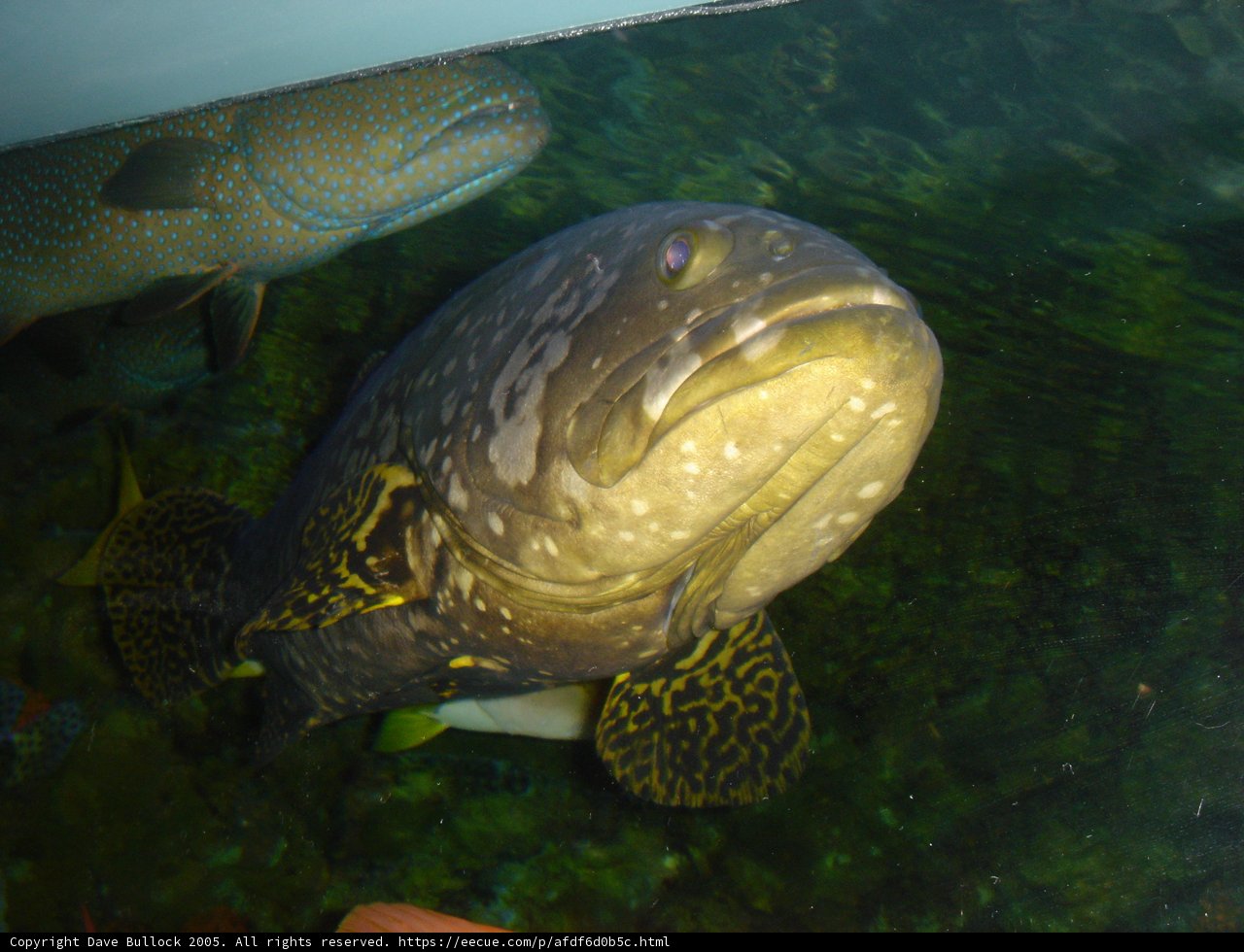 A Majestic Pike in a Tank of Tropical Fish