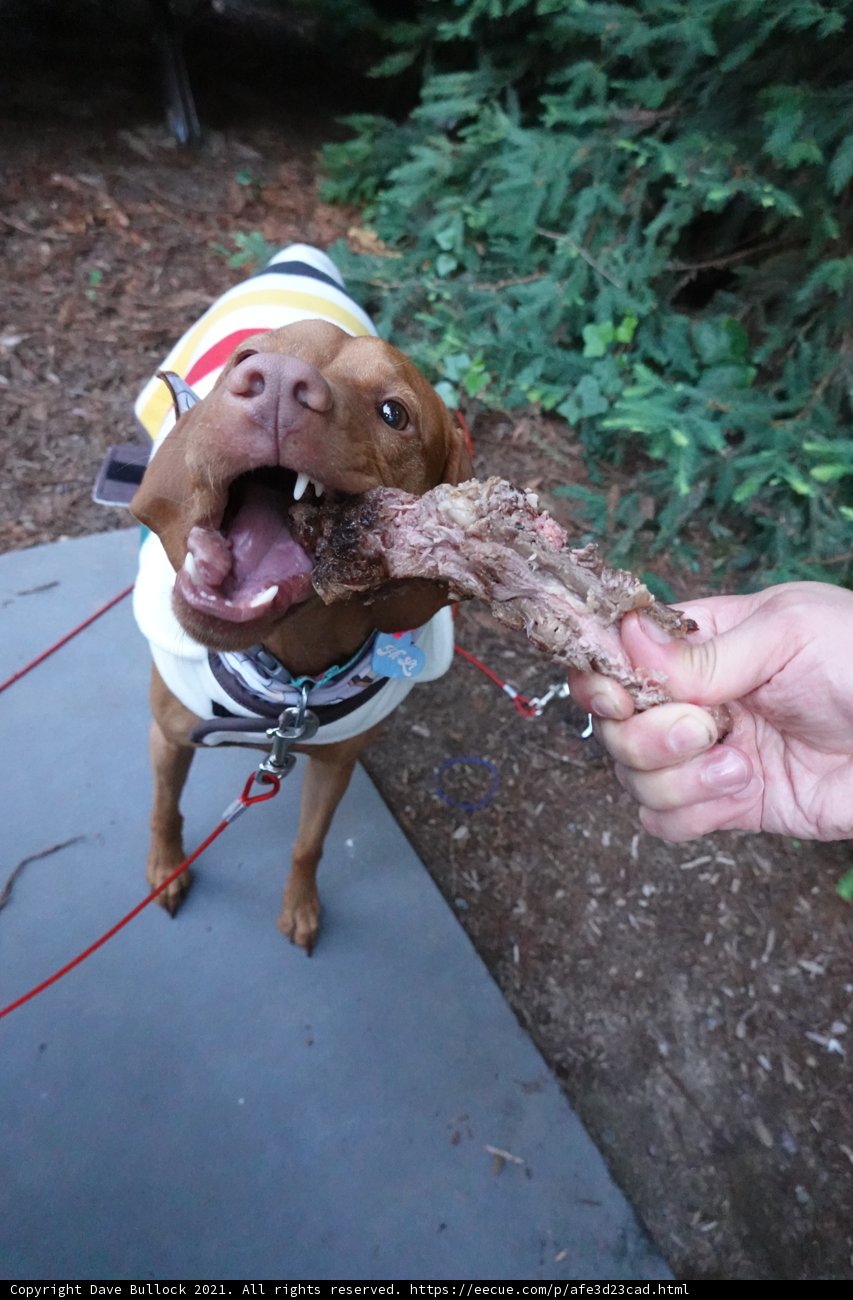 Happy Puppy with a Juicy Bone