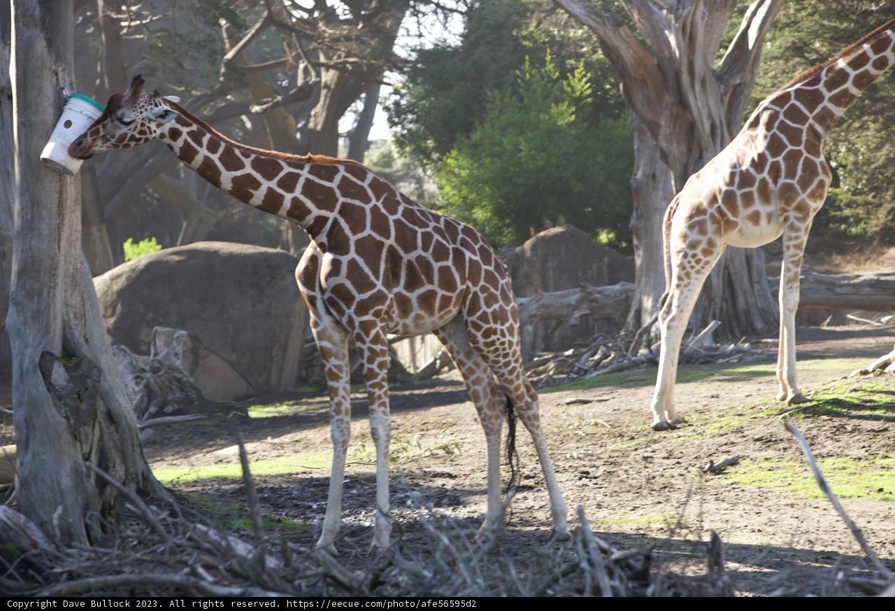 Majestic Duo at SF Zoo